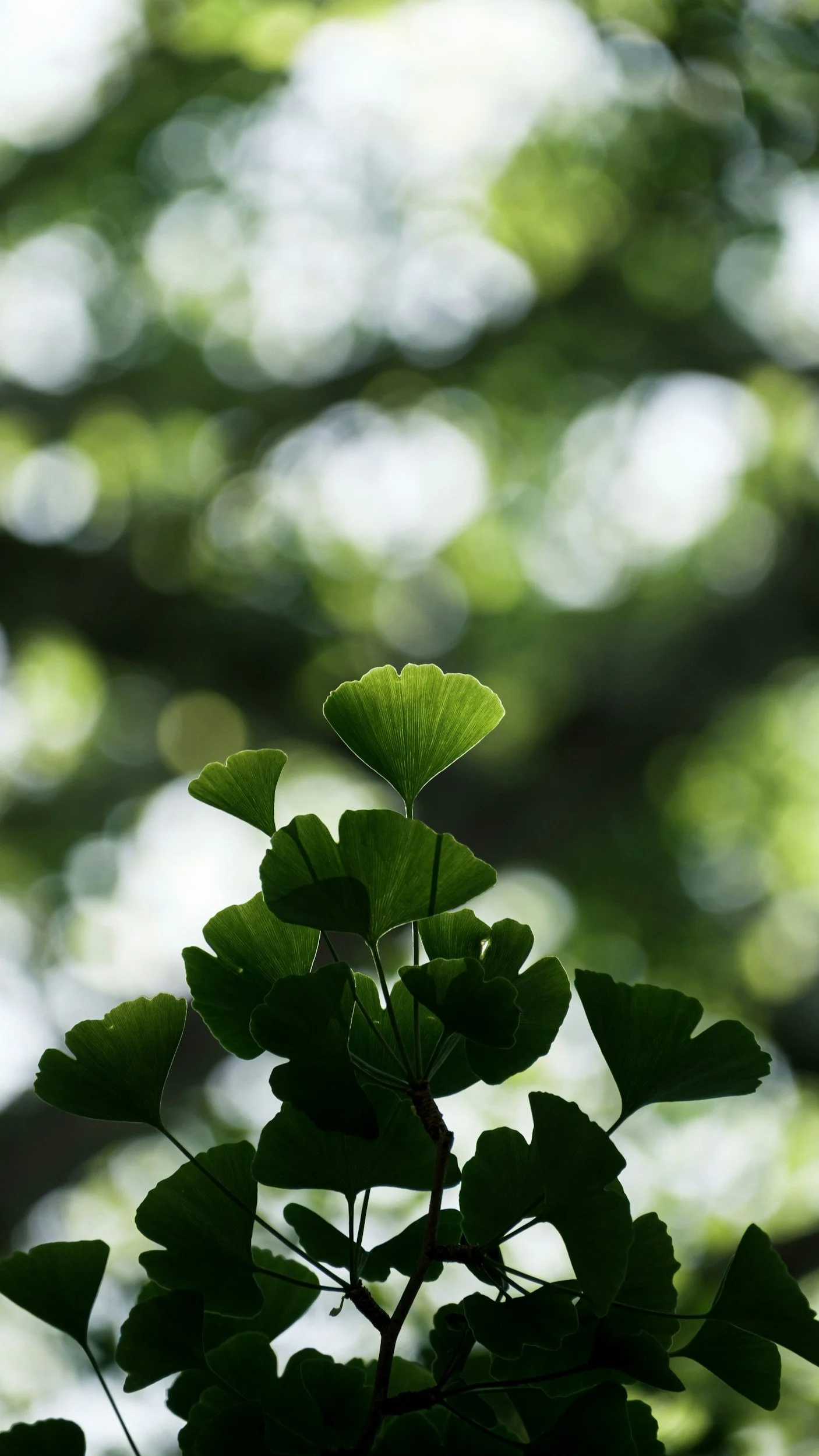 Ginkgo leaves hanging from a branch with blurred green and white background.