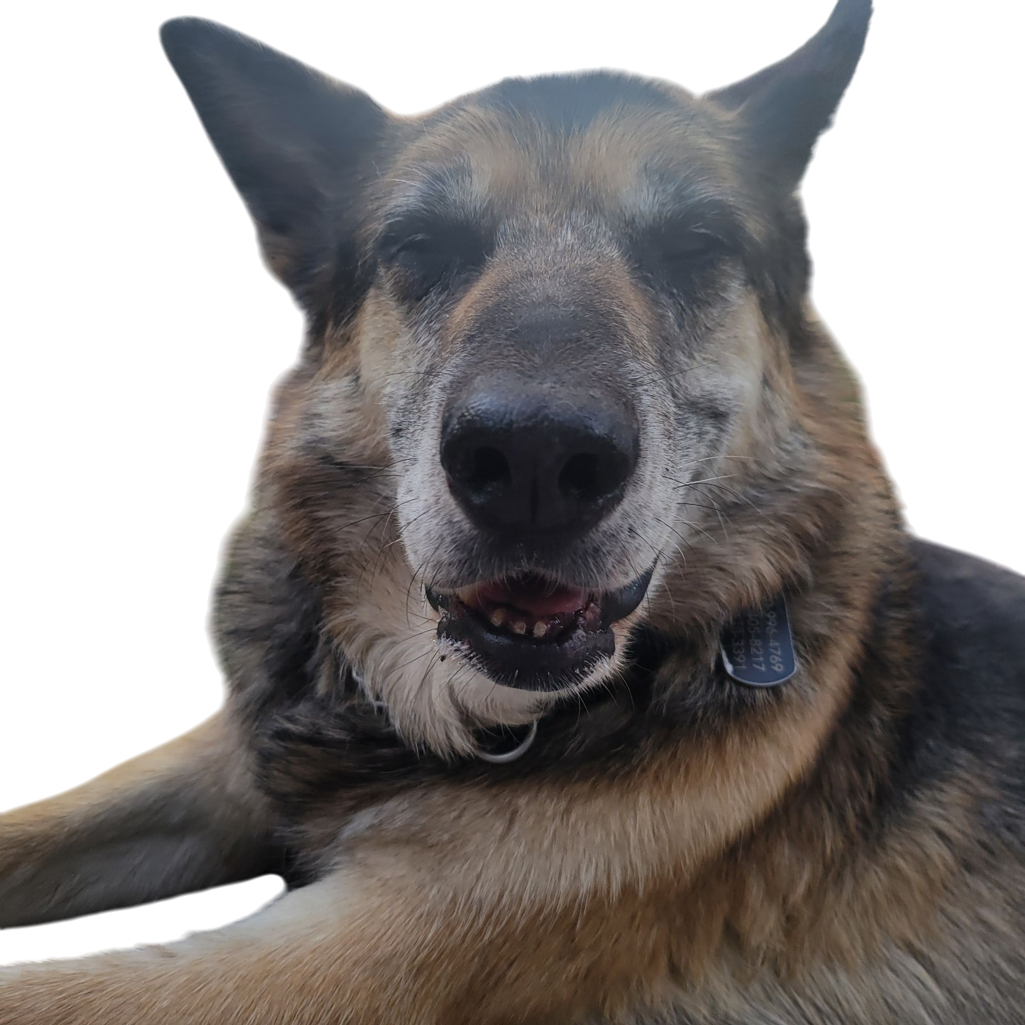 Dog Pain and Behaviour Checklist