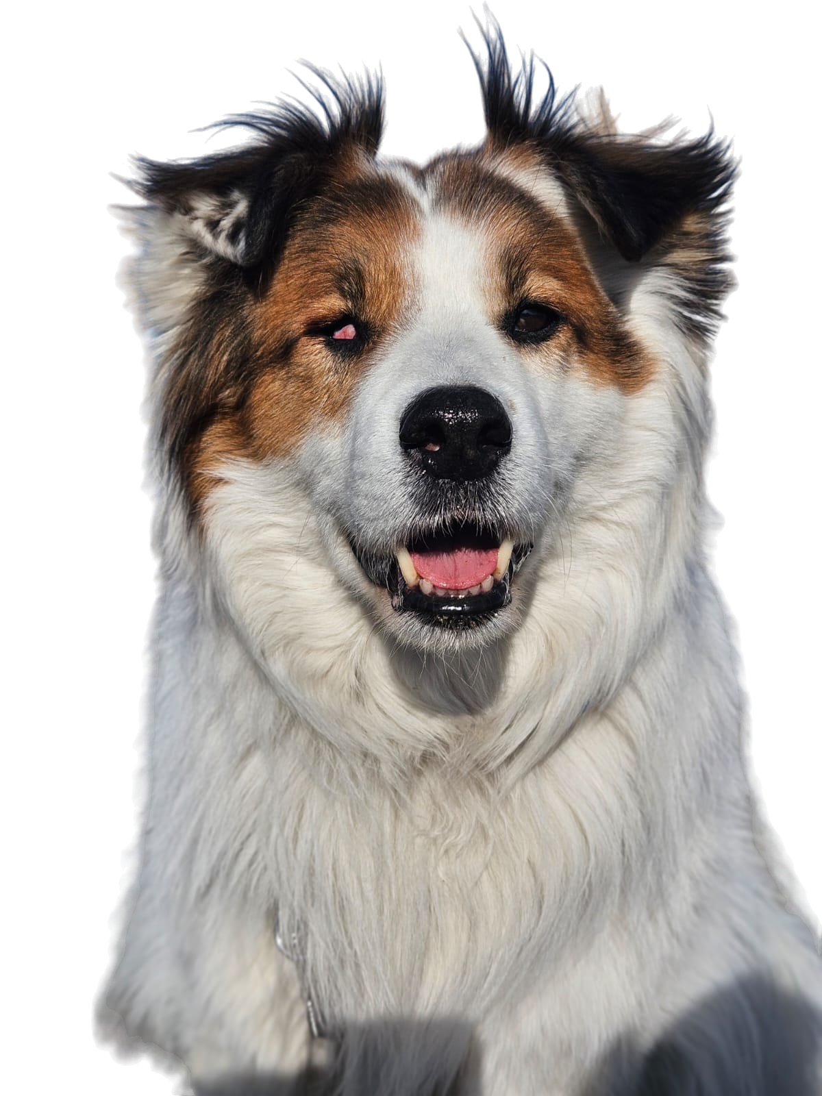 Dog Enrichment Guide