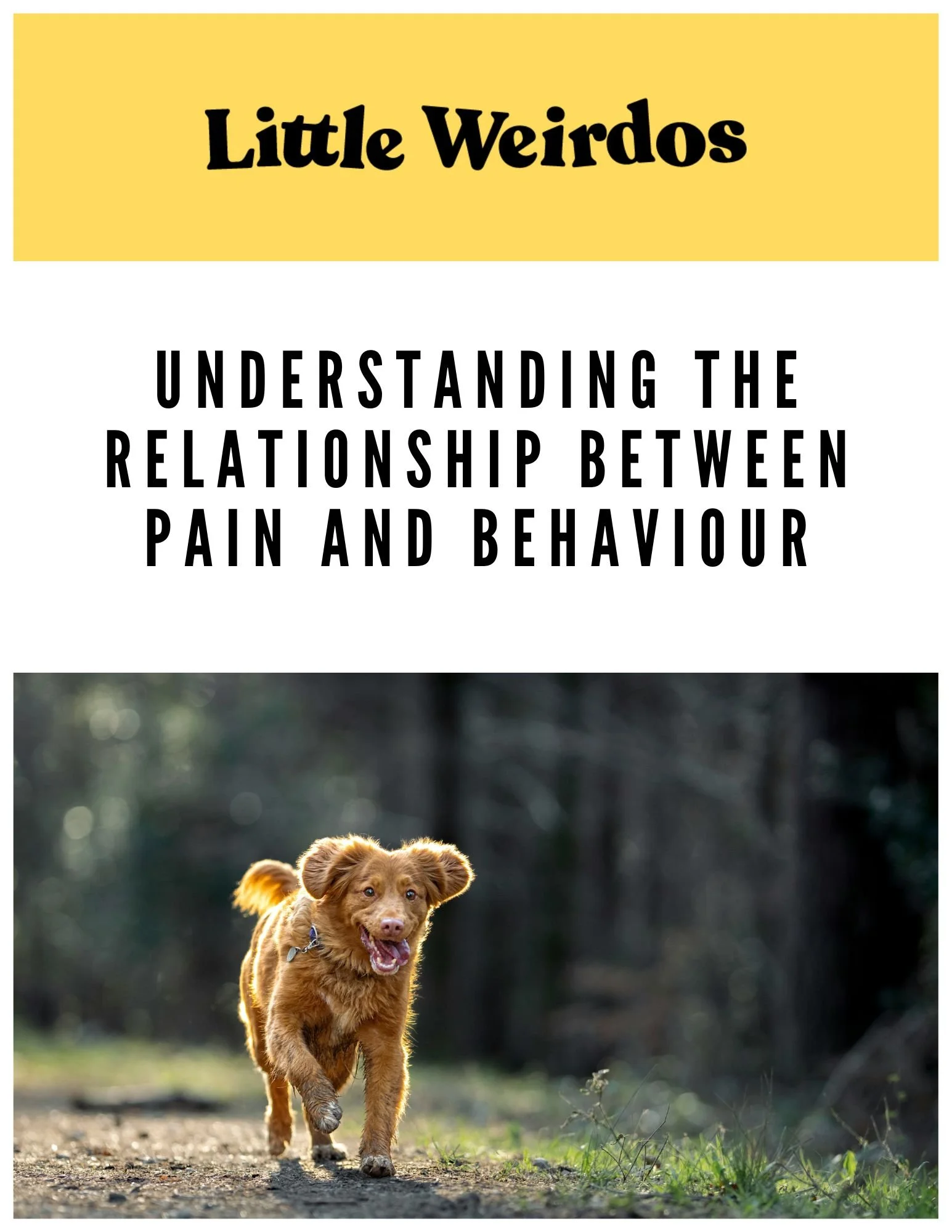 LittleWeirdos Understanding the Relationship Between Pain and Behaviour.jpg
