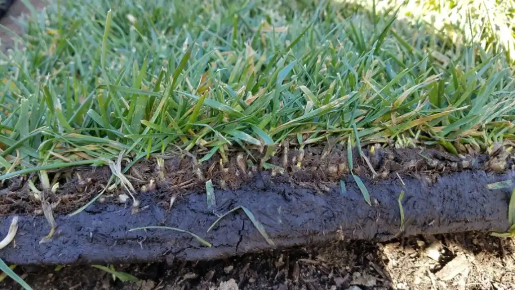New Turf Watering — SiteWater