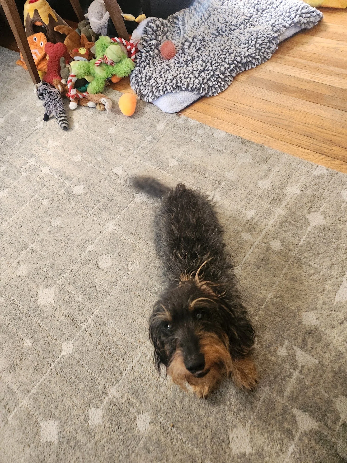 Meet Fizz! This wiggly guy is learning how to get his family's attention in more effective ways, as well as feel better about noises that the world makes sometimes!
We're already best friends, and I'm honored :)