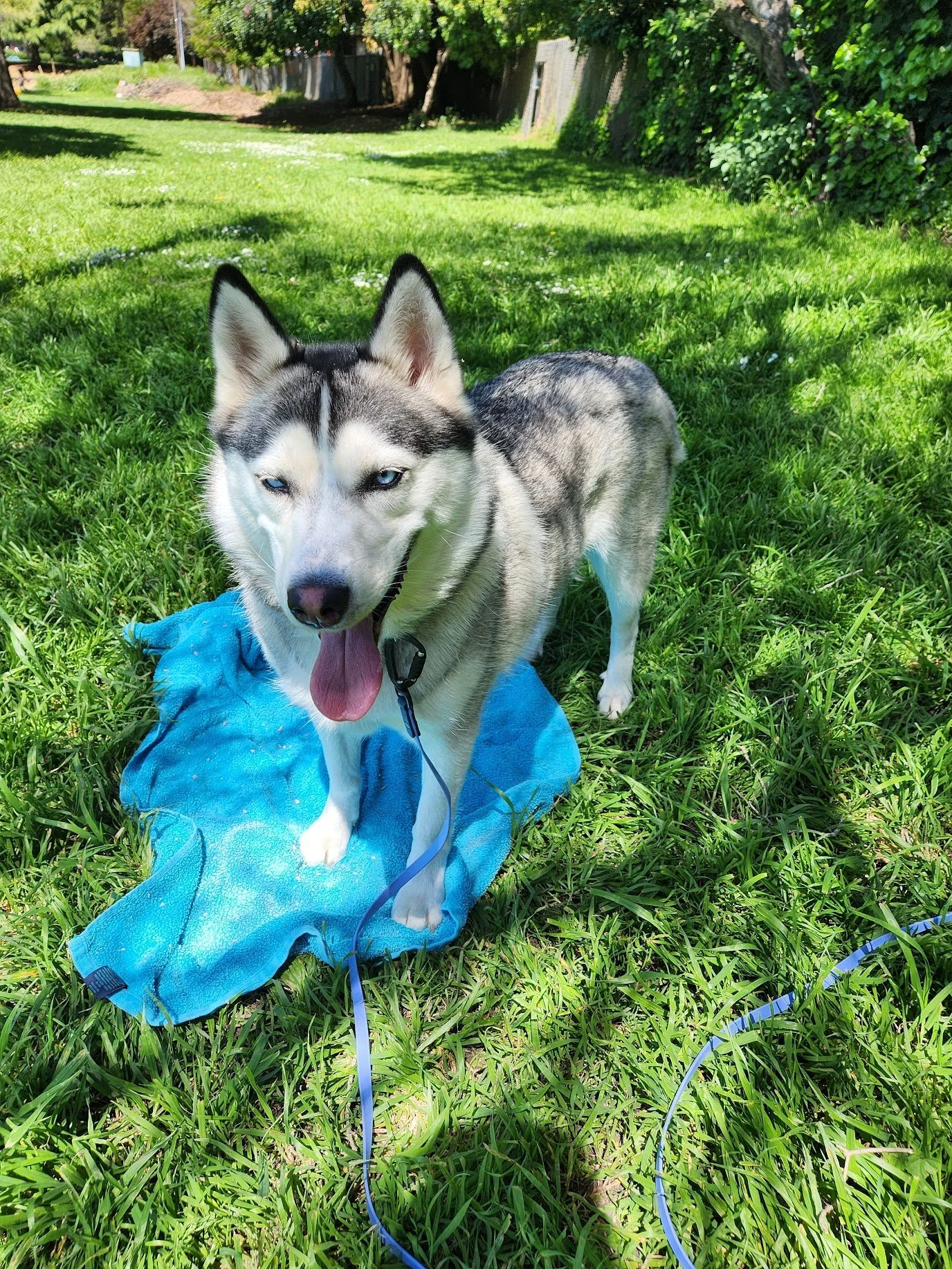 Aoi had a great Walk+Train in the park!