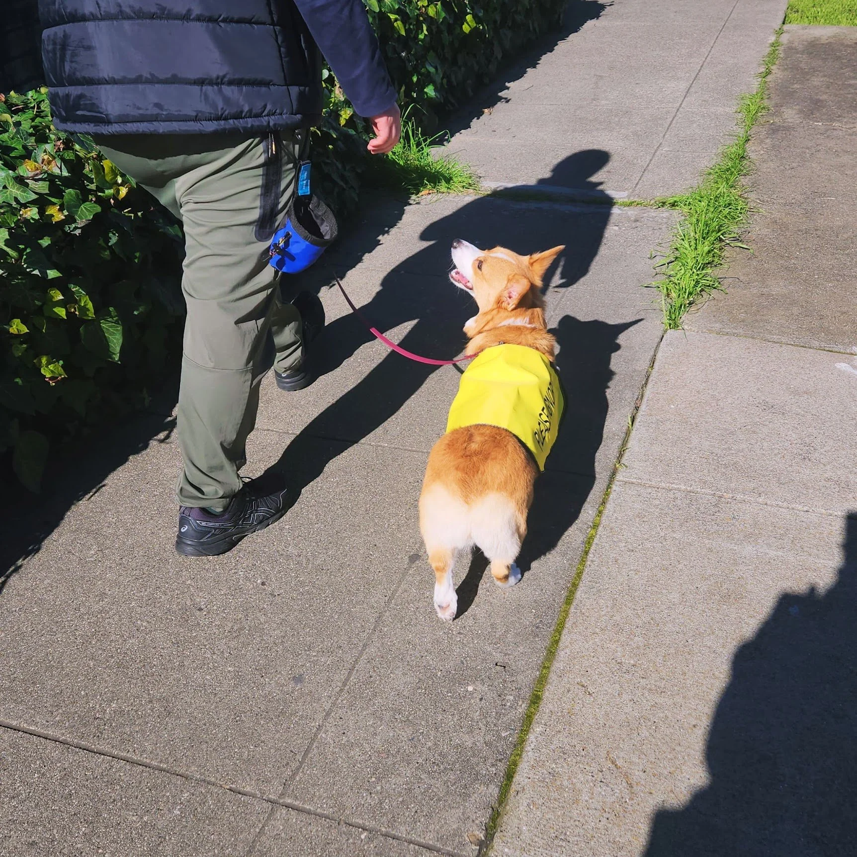 Harper practicing stellar engagement on a walk with her humans around the neighborhood! *She's wearing a special vest so strangers will leave her alone!