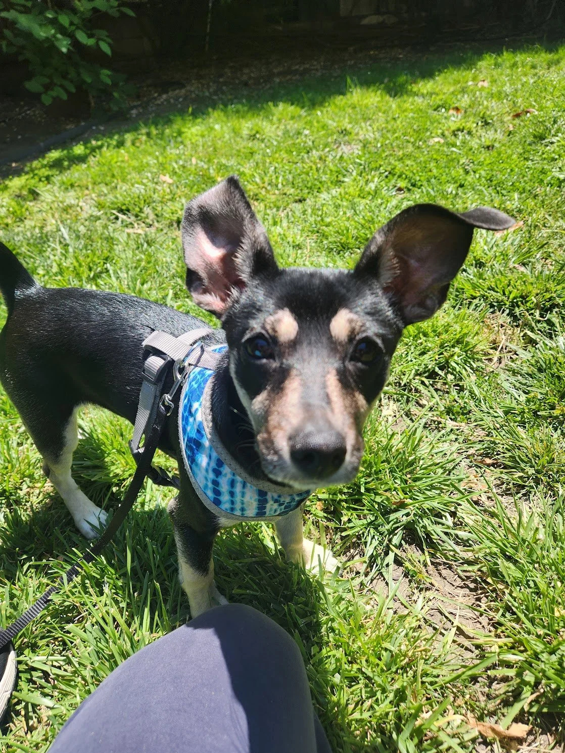 Nina is getting so responsive to engagement cues and pattern games... (Her ears are clearly getting bigger)
