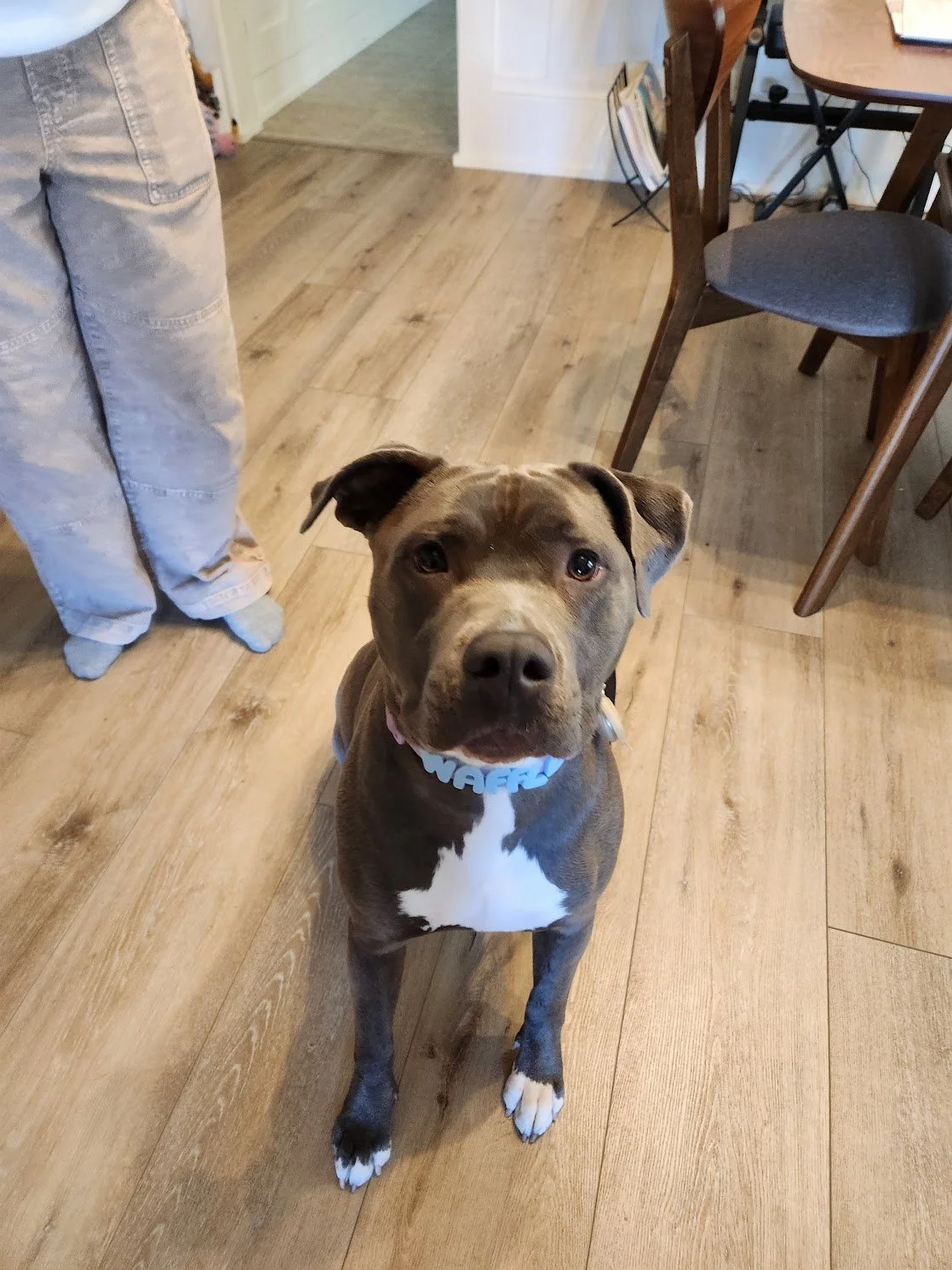 Waffles did so well for our first in-person session! Made lots of progress on staying clam when guests come over, as well as feeling more secure when there are strangers outside her home!