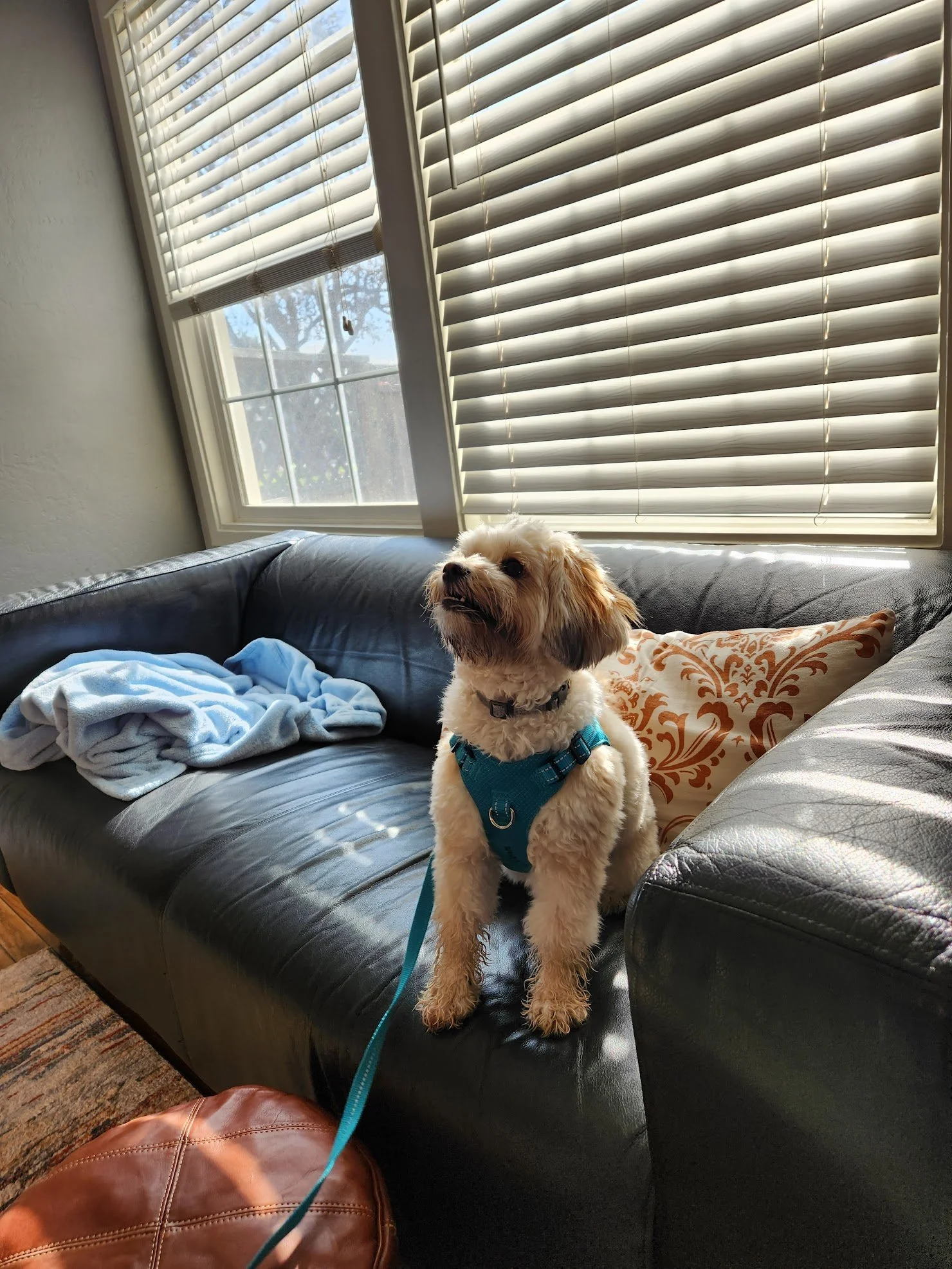 Oona posing on the couch after a productive training session!