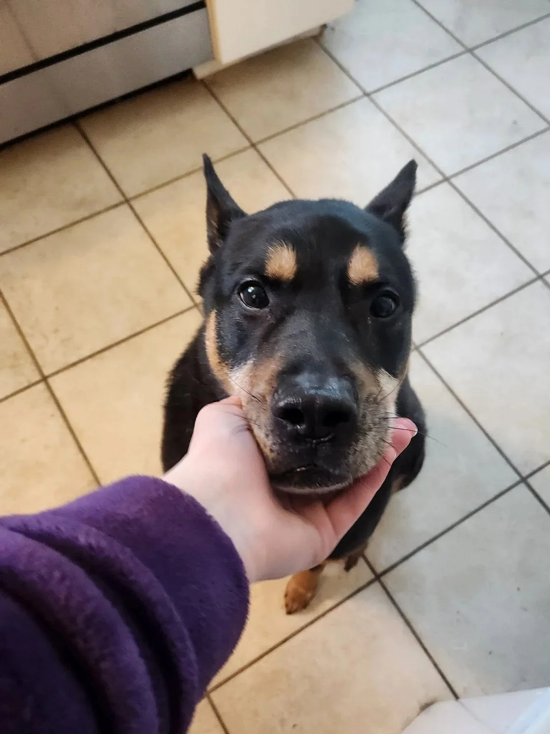 Bodie is happy to offer chin rests in exchange for morning pets...