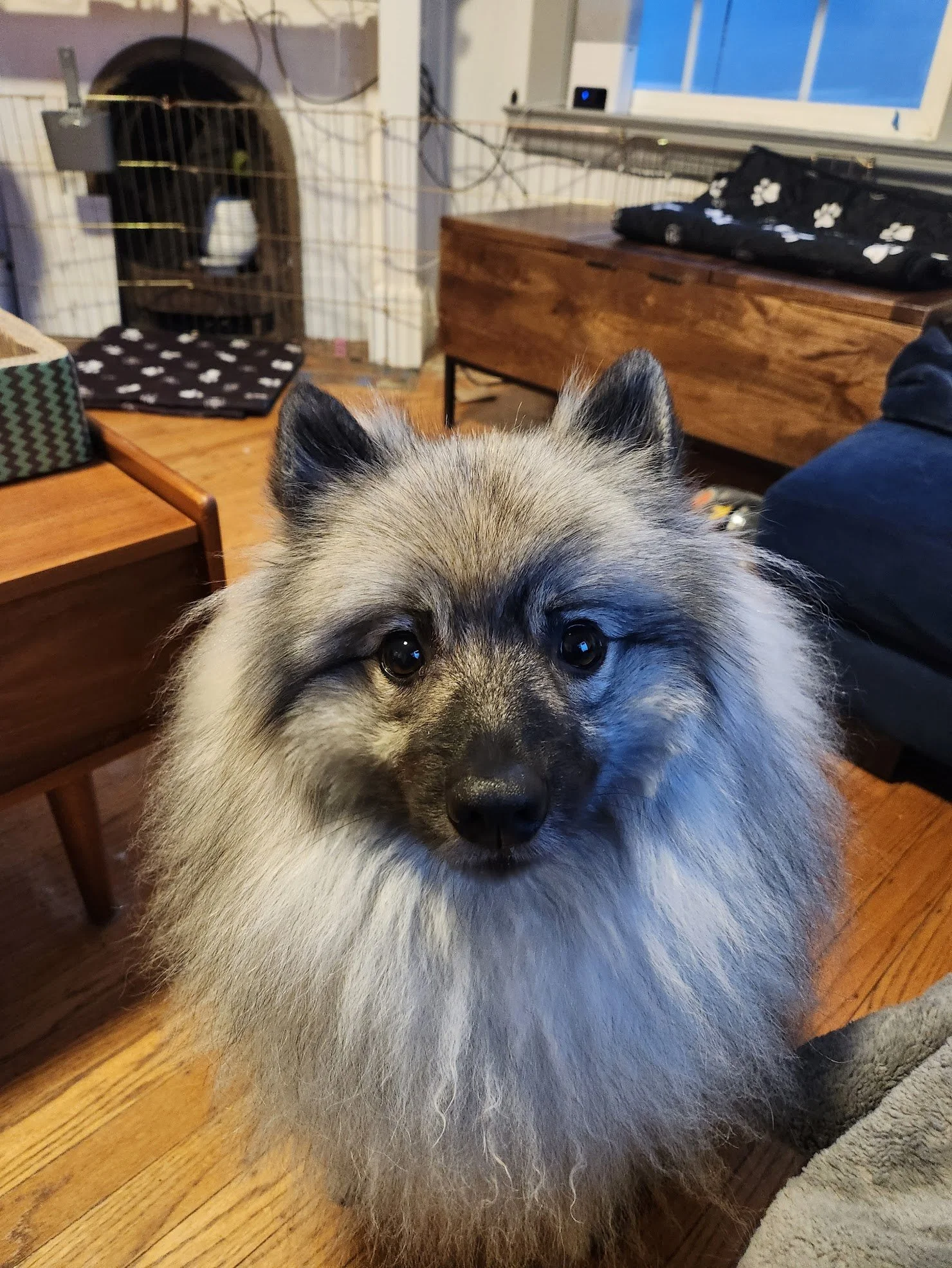 Egg-Marie requesting many pets for such a good training session!