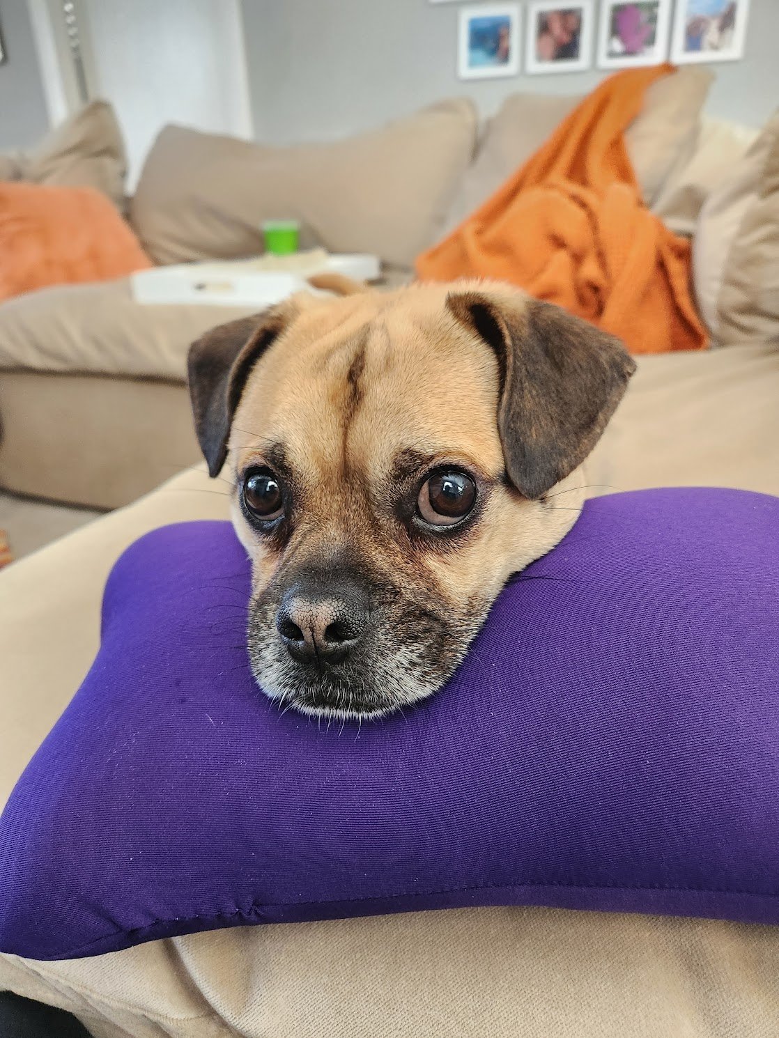 Bruno is doing great with cooperative care... even if he is just a floating head