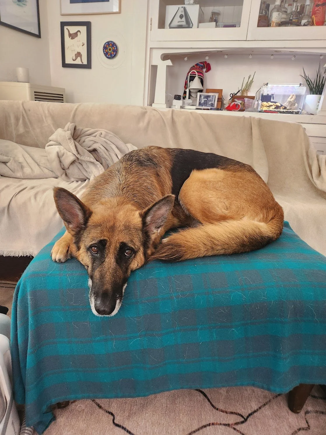 Frances (despite the look on her face) is very comfortable on her ottoman throne...