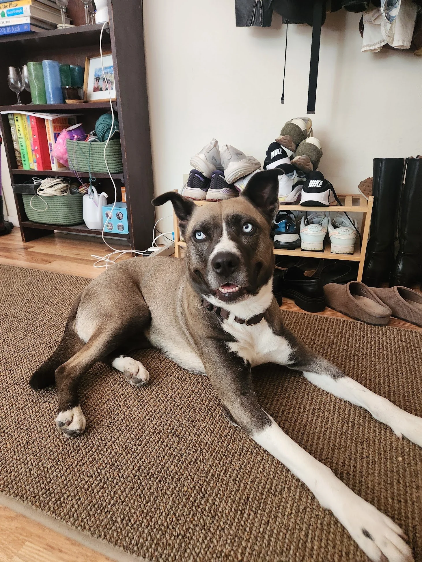 Meet Ellie! This snuggly girl was ready to be friends the second I walked in the door; she's also super smart and did great with the exercises we went over! She's learning how to adjust to her brand new home, and I get to be a part of it! So excited 