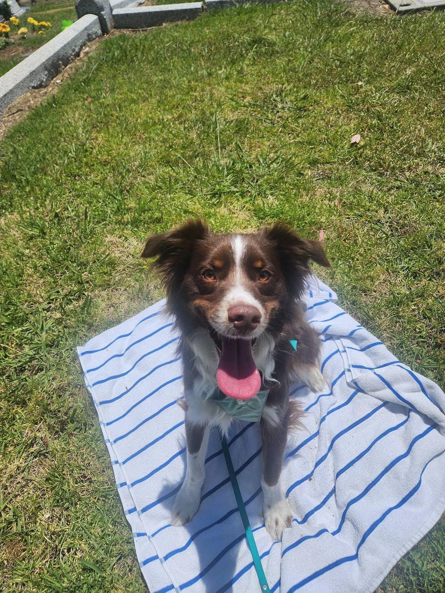 Wally is really getting the hang of mat work on our Private Walk+Trains!
