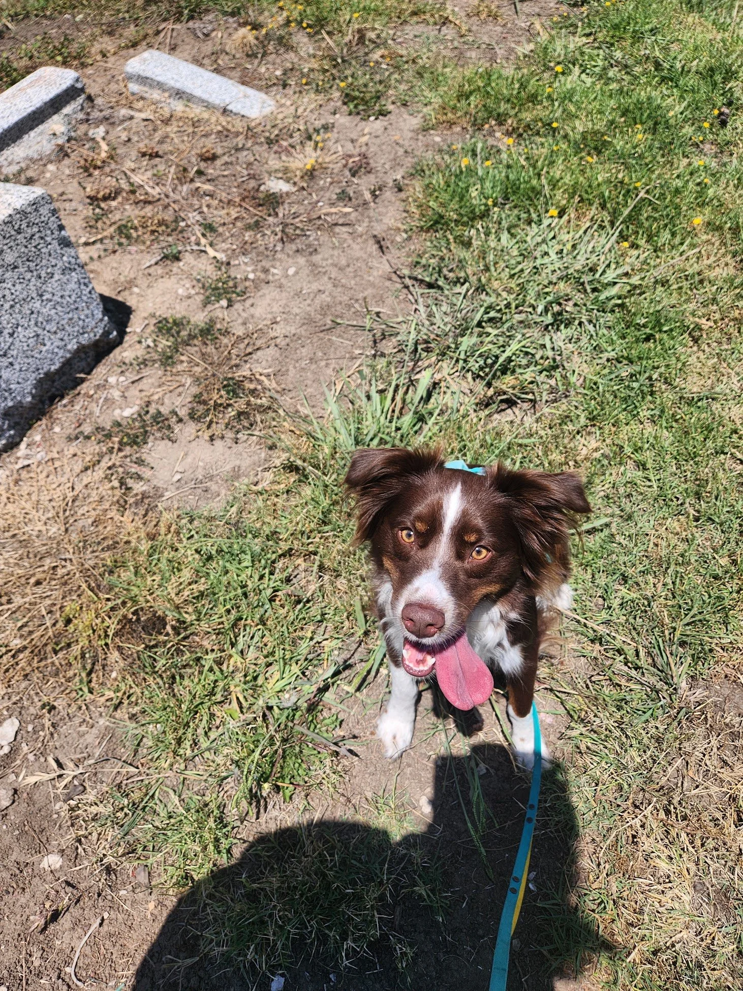 Wally was ready to focus for our first Private Walk+Train! *He was paid handsomely*