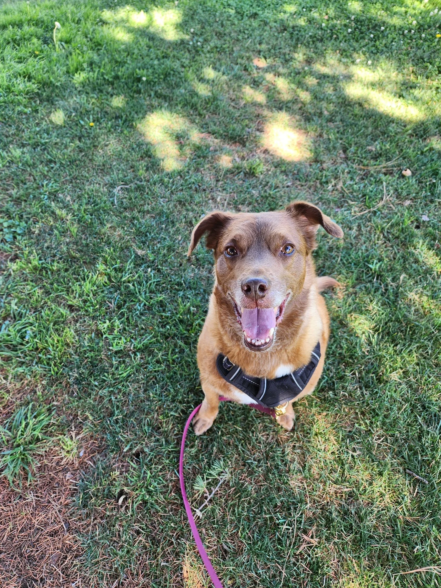 Senior gal Tessa on her first Walk+Train! We're working on her engagement skills (especially around other dogs). She did a great job!