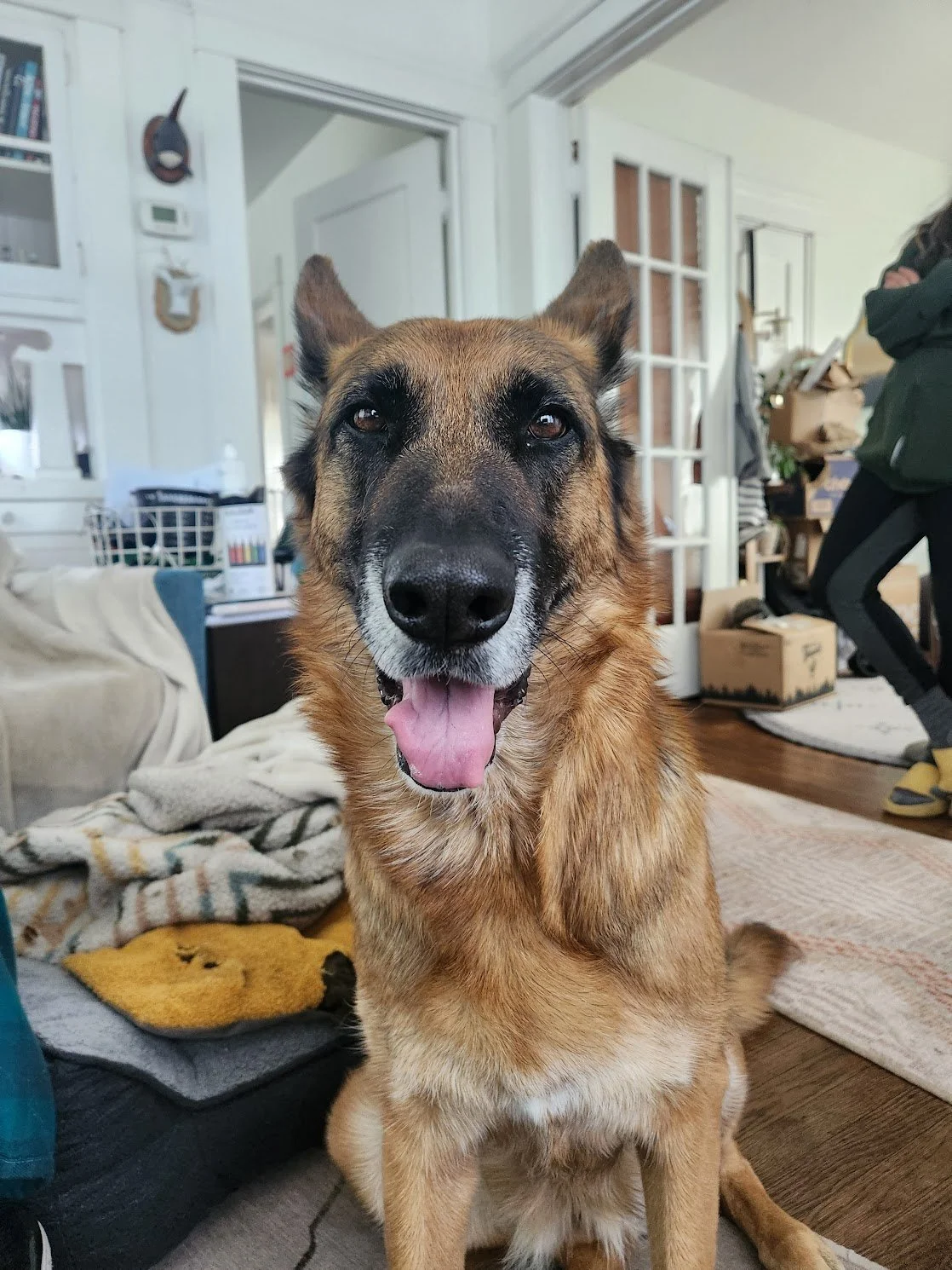 Frances made some nice progress on her Outfox Hood training! Such a smart girl