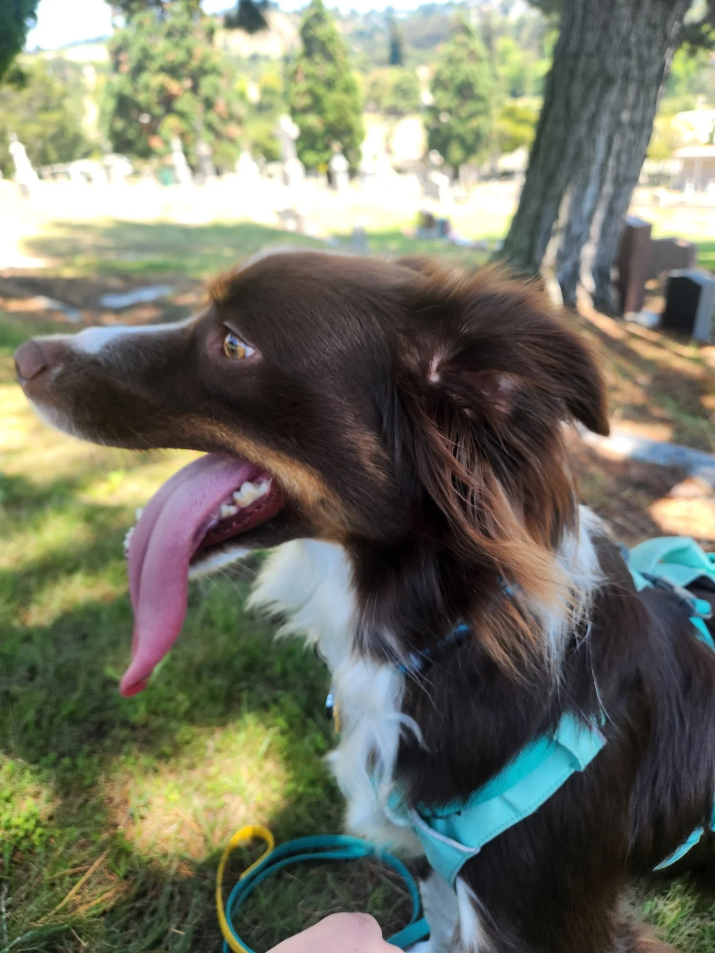 Wally hanging out in the shade for some water and snuffle time in the grass