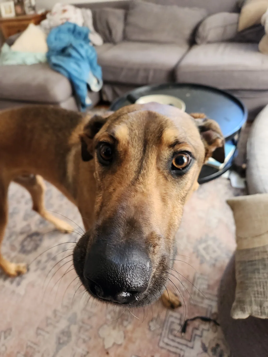 Moose was happy to see me again, and ready to brush up on his skills!