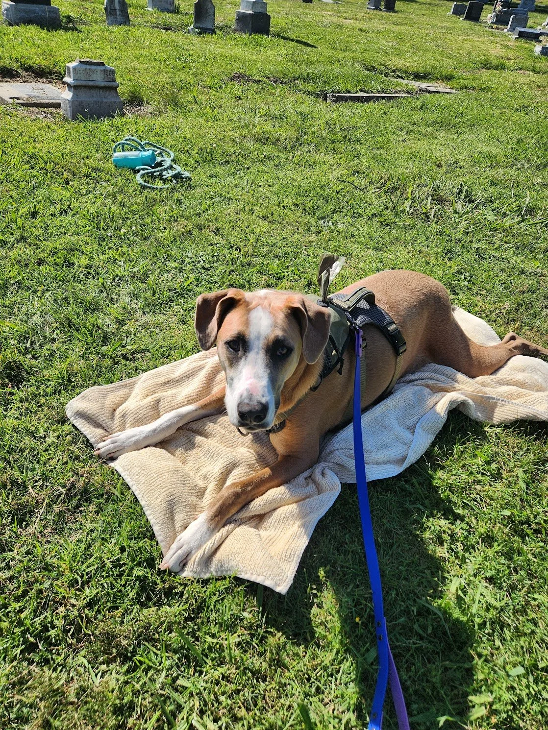 Fun to work in-person with Doberman mix, Cooper. He and his mom are a power-house team!