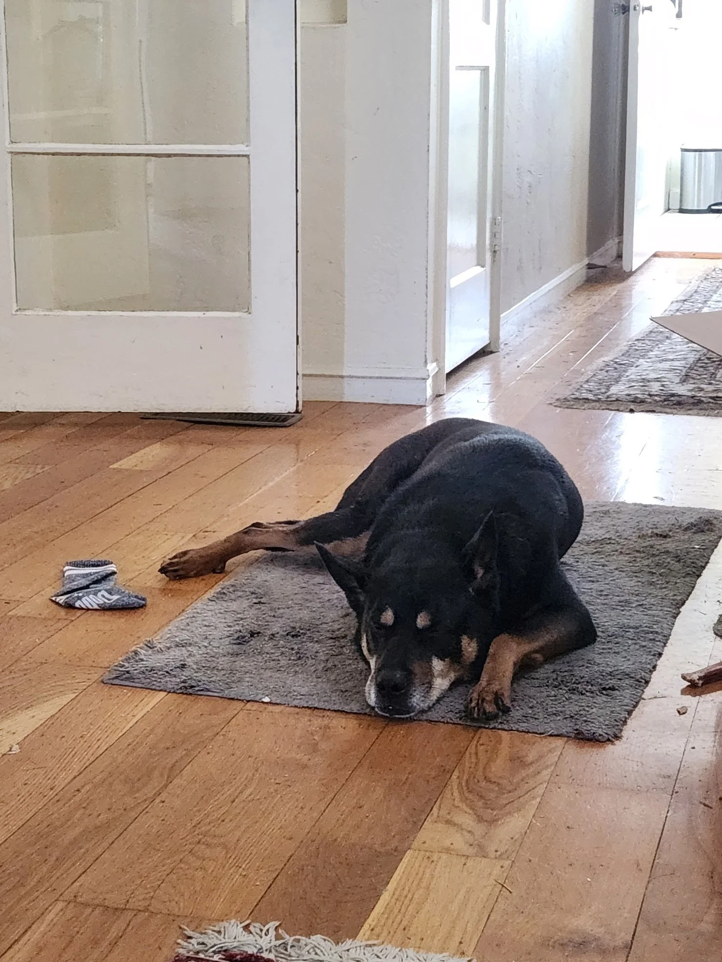 Bodie has mastered settling on his mat...