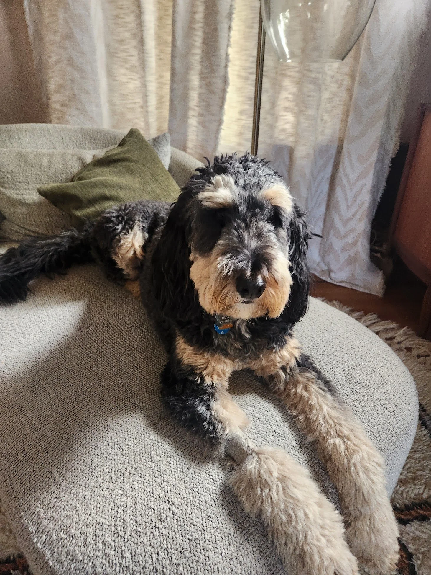 Maple wants to take a rest after an awesome cooperative care practice session!