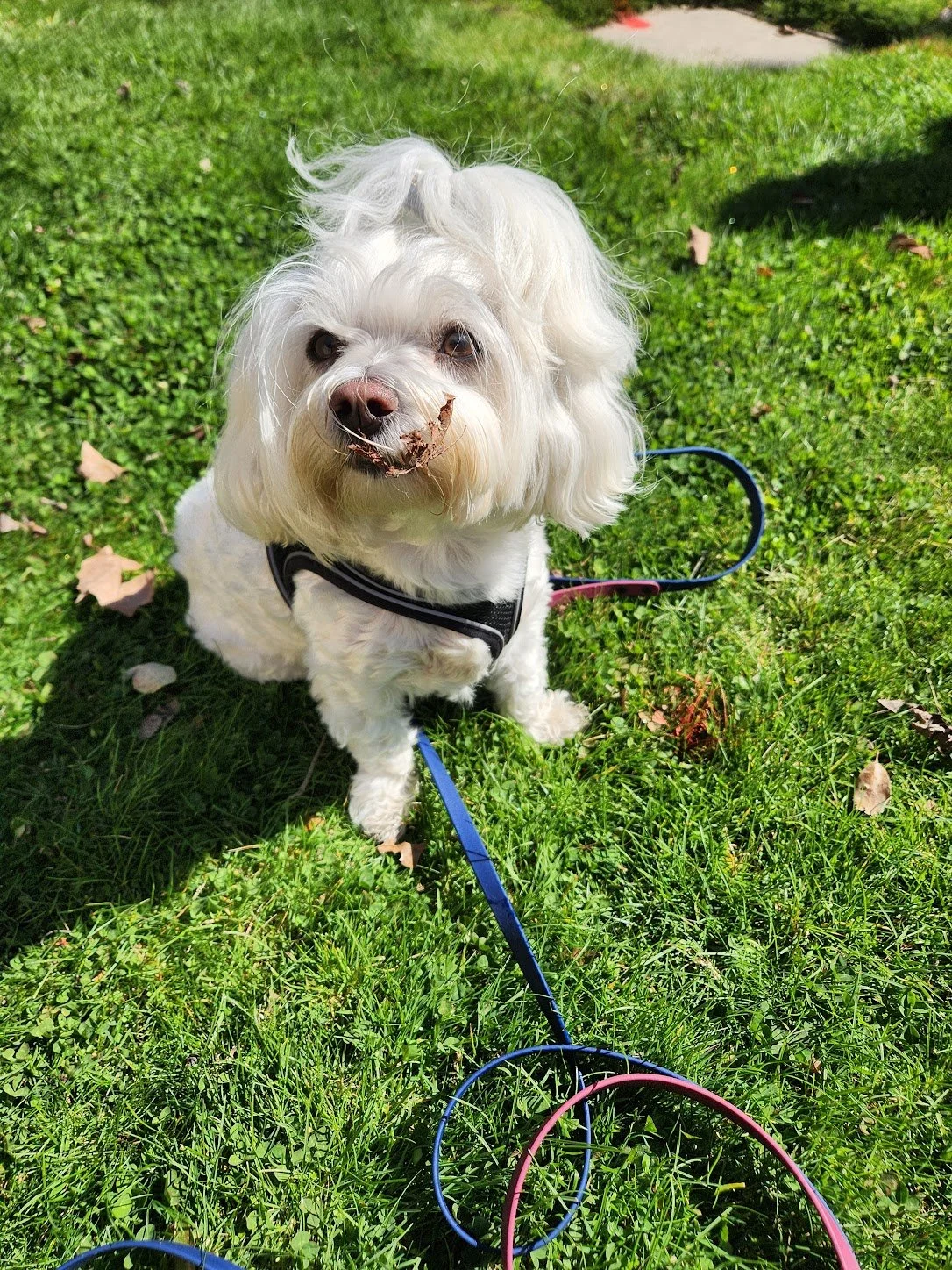 Lola is such a trendsetter... leaf mustaches; spread the word!