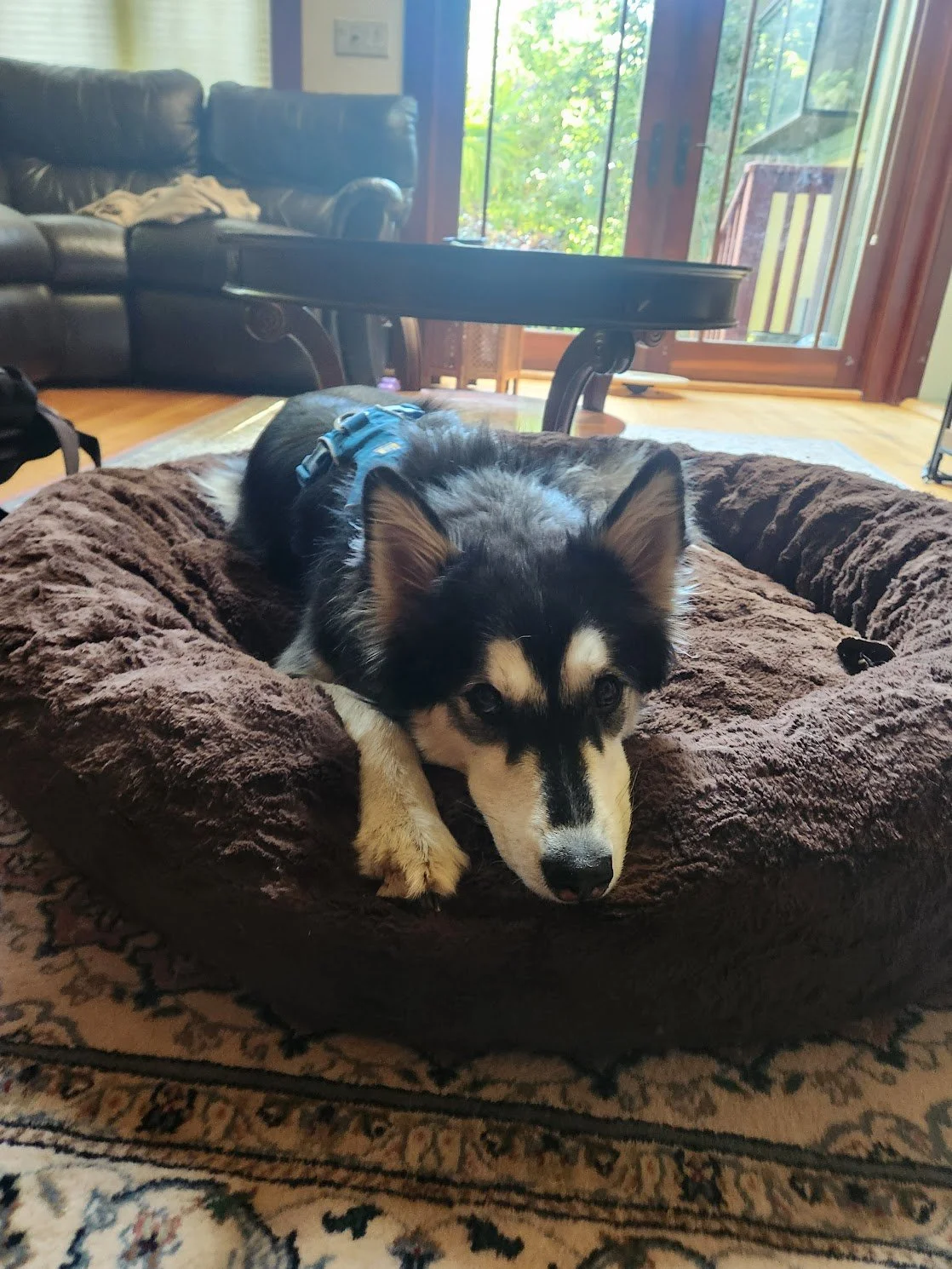 Caesar was ready for a nap after our session!