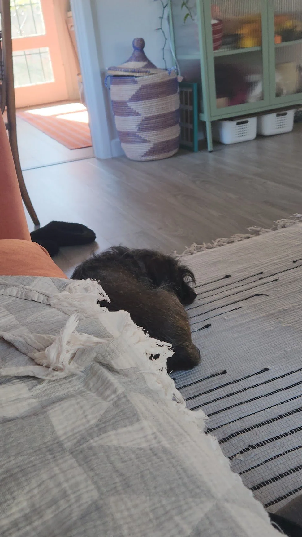 Second hang-out with Mr. Ernie. This special guy had a pretty rough start in his life, so we're taking things slow and steady and just coexisting in his house together.
He's already making a lot of progress! This time, there was way less barking and 