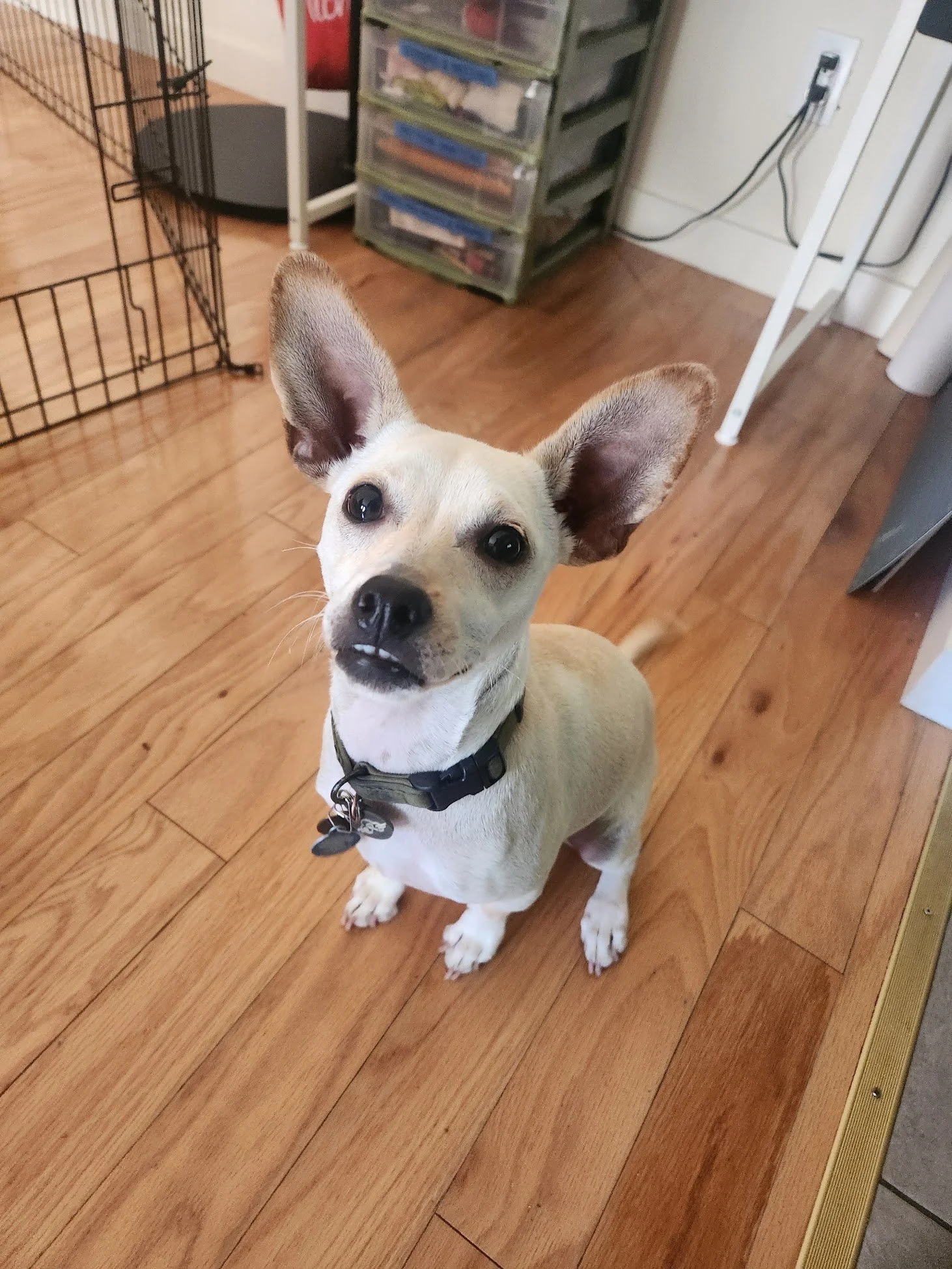 Got to meet Gerri in-person today! This peppy girl is entering her teenage period, so I'll be helping her human survive her adolescence in one piece! 
*Good news is, Gerri wanted to live in my lap and can't wait to learn new stuff!*