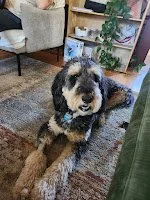 Great to see Maple again to fine-tune her cooperative care skills and help her family make her vet visits and care less stressful!