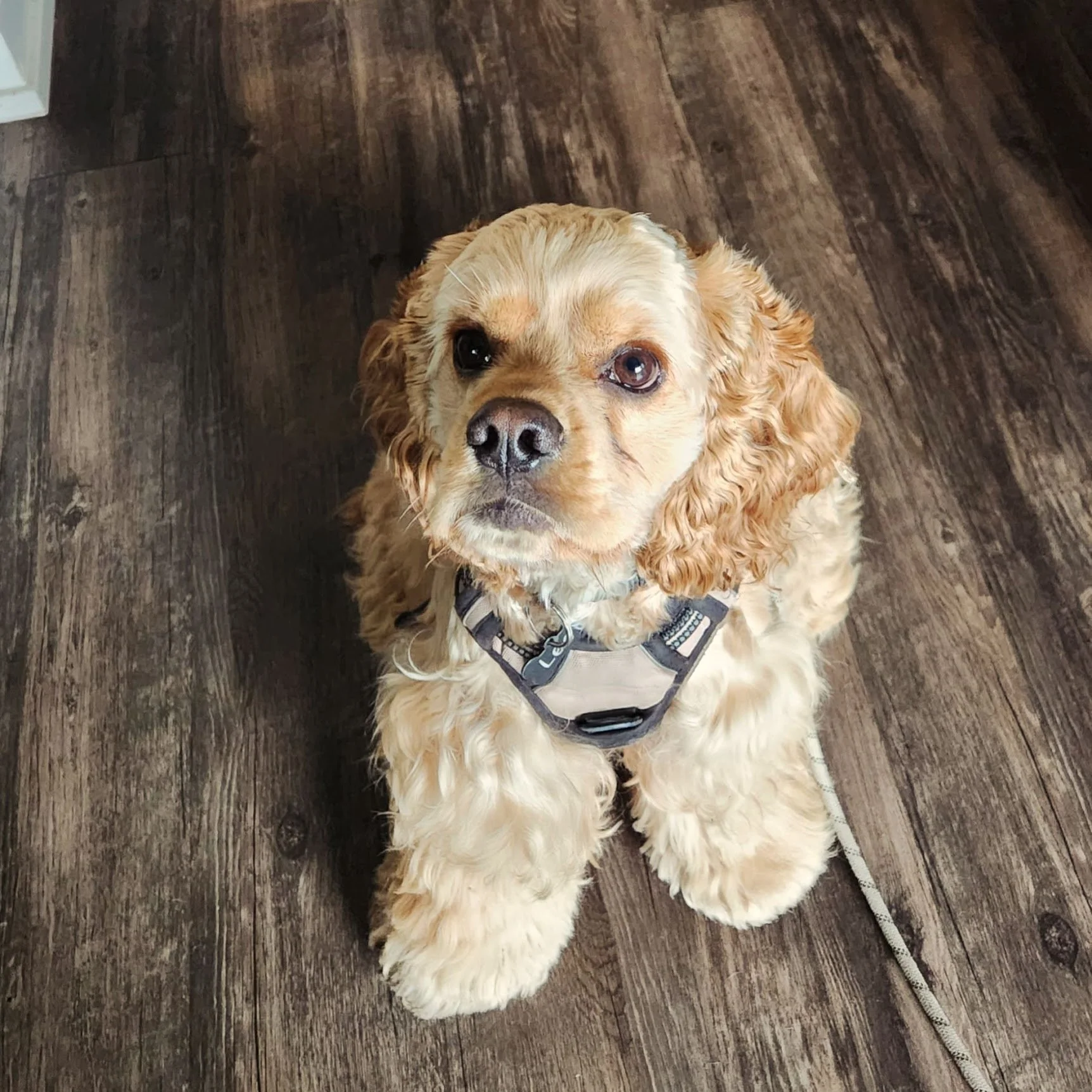 Meet Leo! This nervous boy is working on his big feelings about people and other dogs outside his home...
We got off to a rough start during his first session, but this time, he remembered the "Treat Lady" and was much more comfortable letting me int