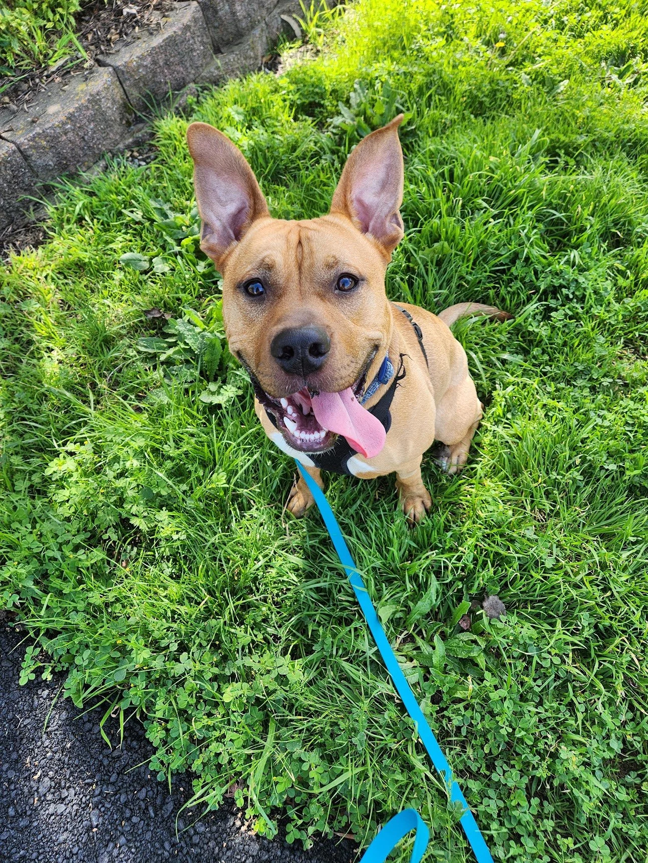 Syx showing that he can offer some engagement on our neighborhood Walk+Train!