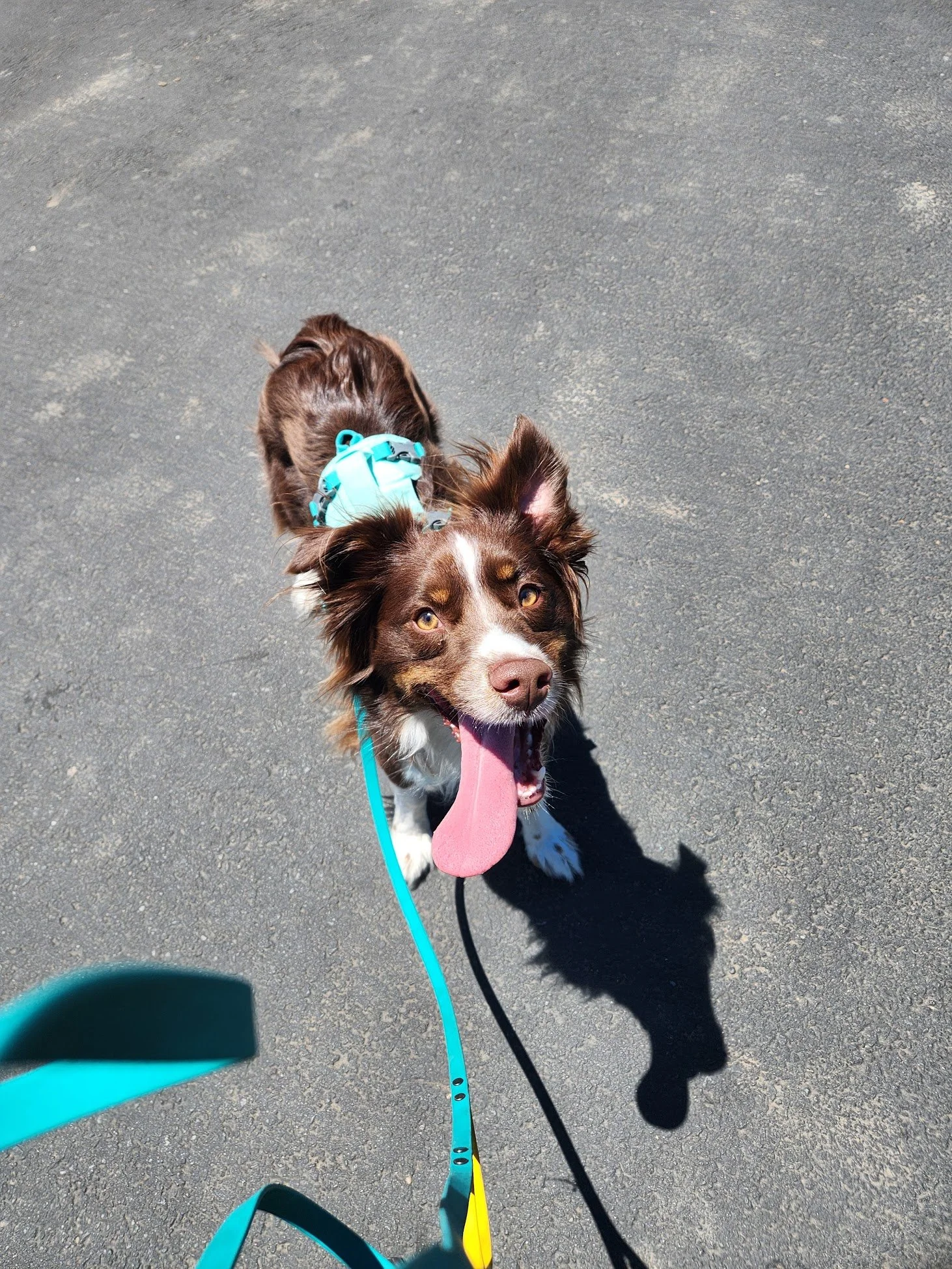 Wally (and his tongue) did great on our Walk+Train with his dad and Aussie sister!
