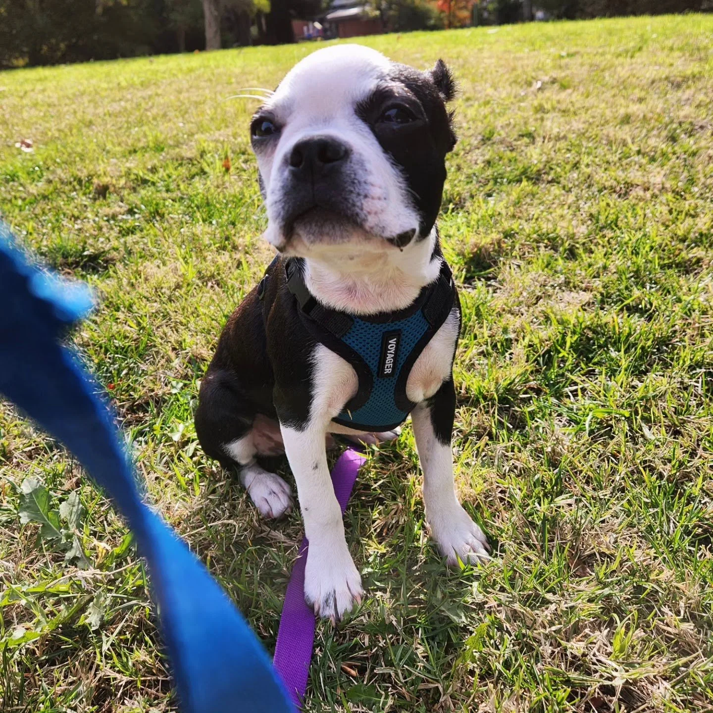 Sweet Ben taking in the sights and smells on his first Walk+Train...