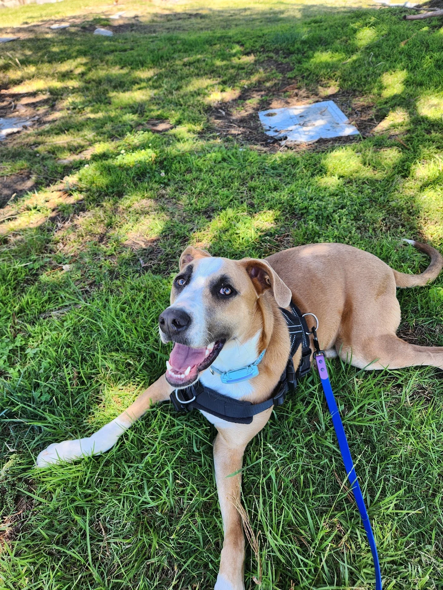 Cooper has been rocking it with his mom during virtual sessions, and we got to meet in person this time! He warmed up quickly and was ready to chill in the lovely shade on our Walk+Train :)