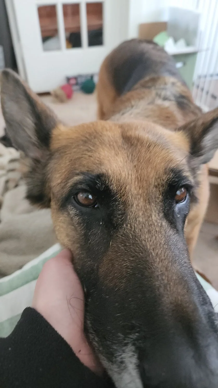 Frances demands chin scratches before we start any session