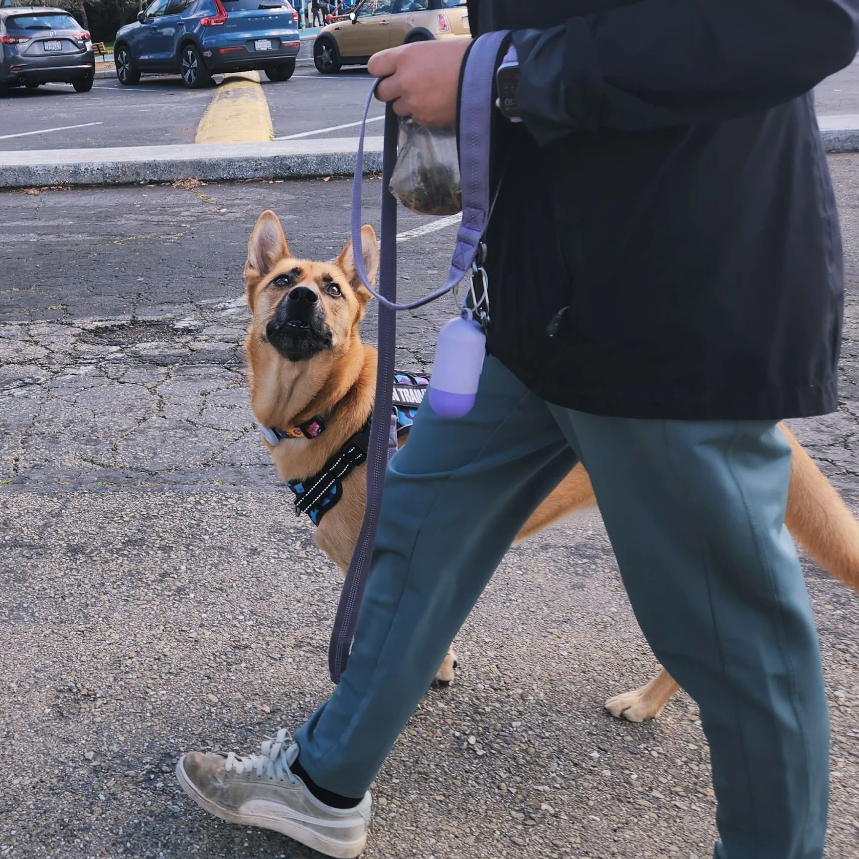 Tonka the Service Dog in Training staying focused on her mom in an exciting park environment!