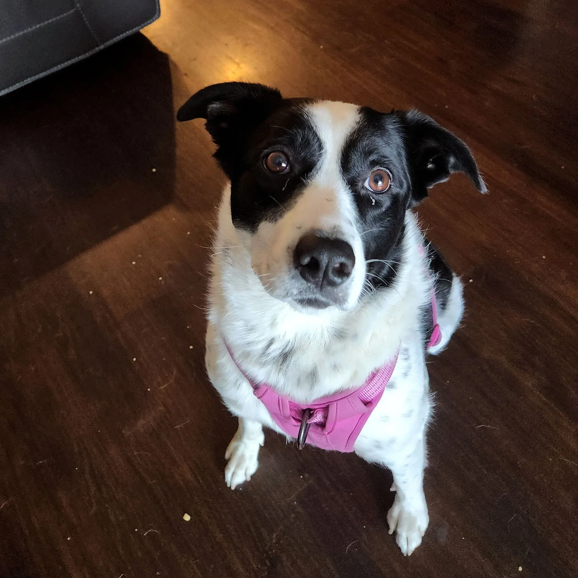 Callie the Border Collie mix was very curious to learn how to get the treats in my bait bag! She showed off her smarts during her first home session...