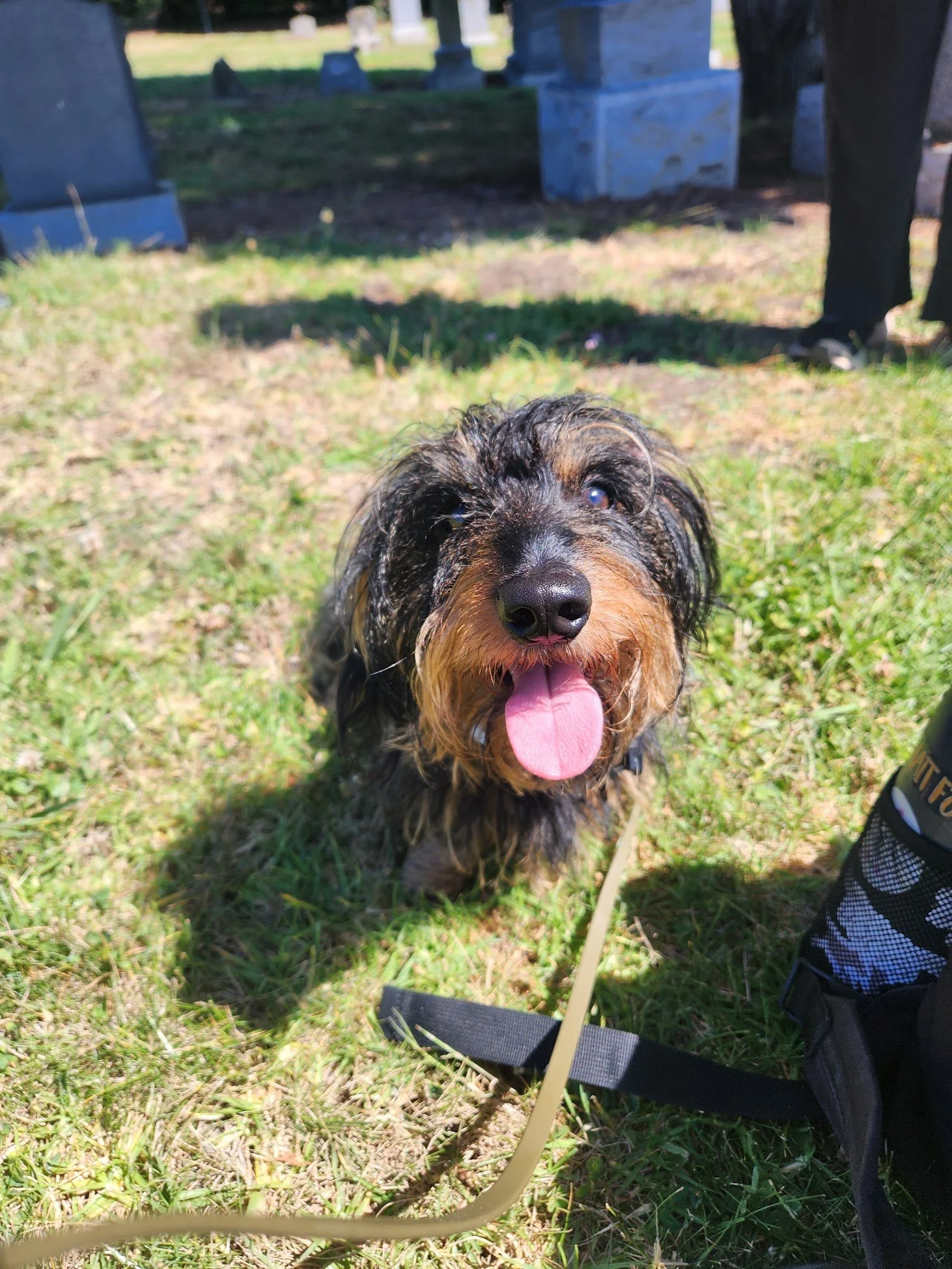 Fizz did fantastic on his first Walk+Train! He struggles to engage with his humans and walk without living at the end of his leash...
Which is why we were so thrilled to see him offering focus and checking in with all of us for yummy treats while kee