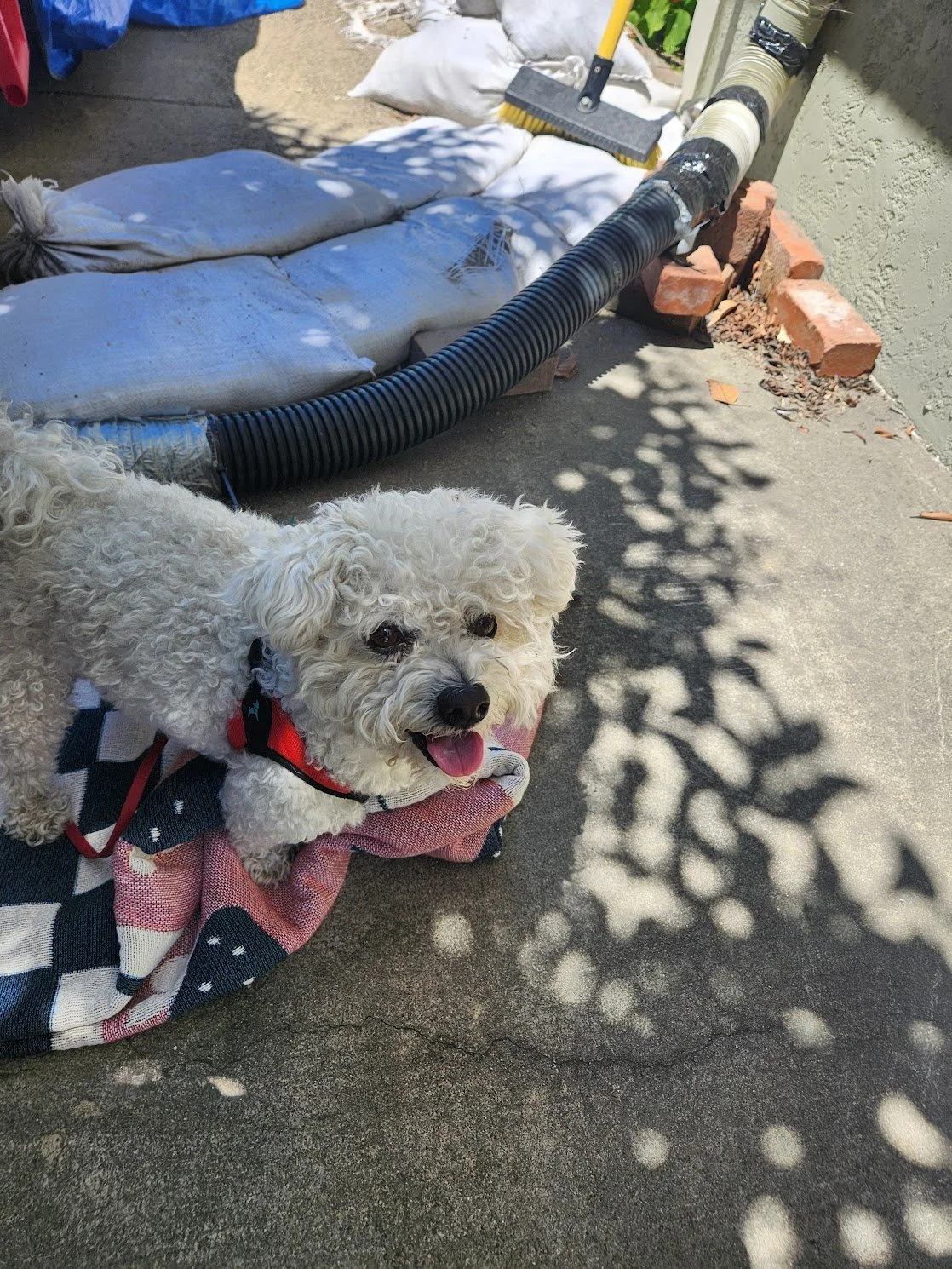 Mando had a great time practicing recall cues with his human!