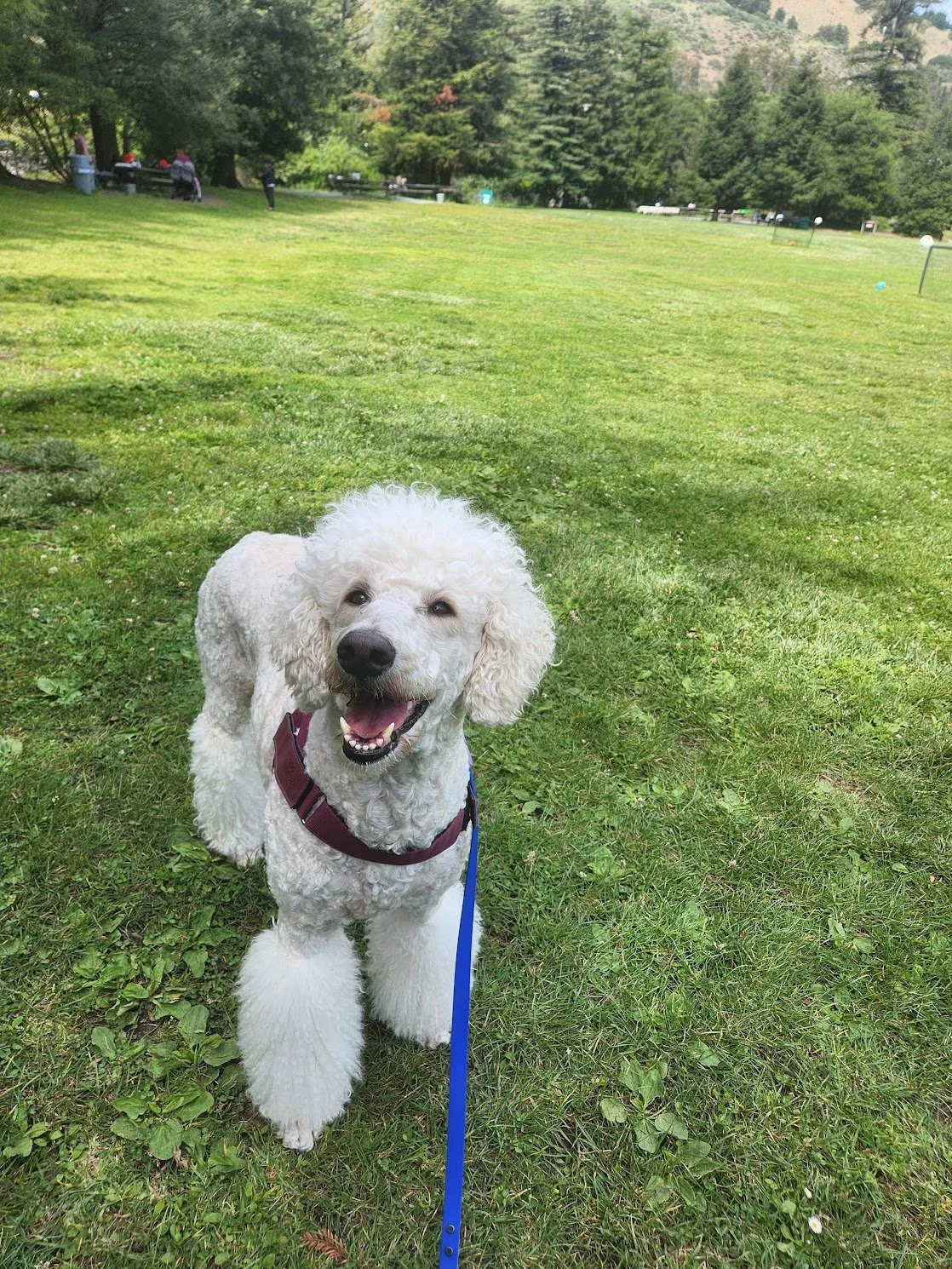 Shy is getting so comfortable and confident in public parks! 