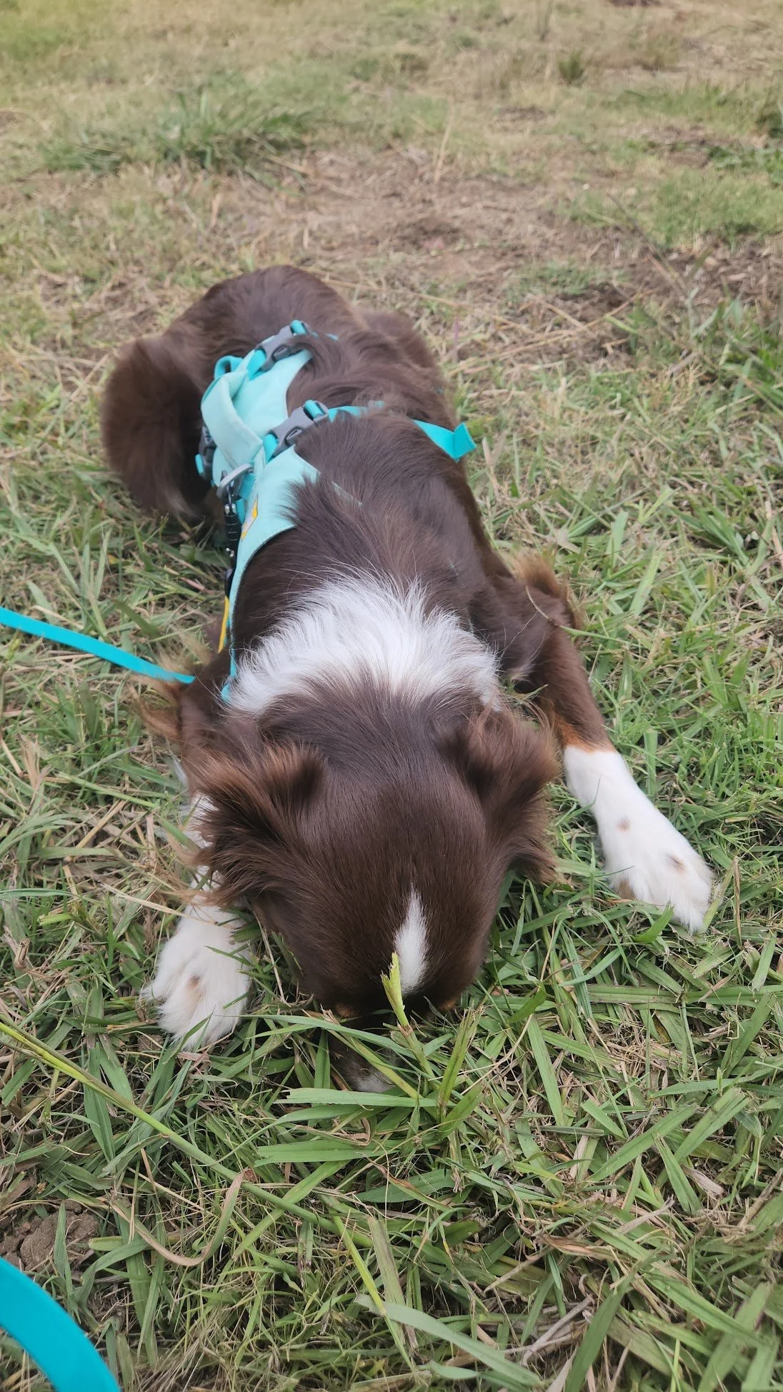 If Wally's not careful, he might turn into grass!