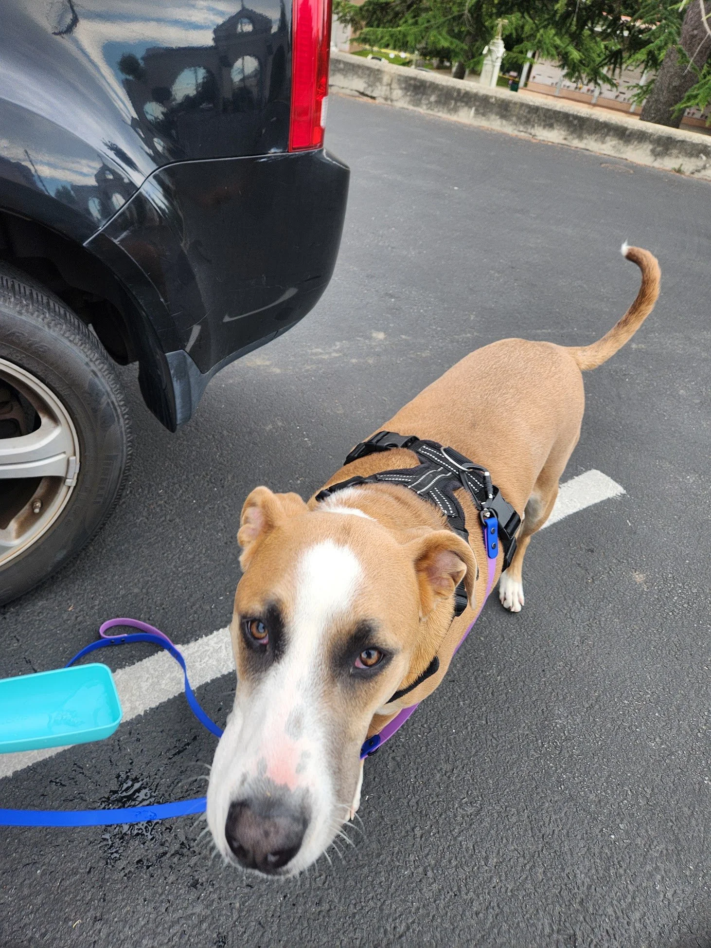 Cooper did a great job on our Walk+Train!