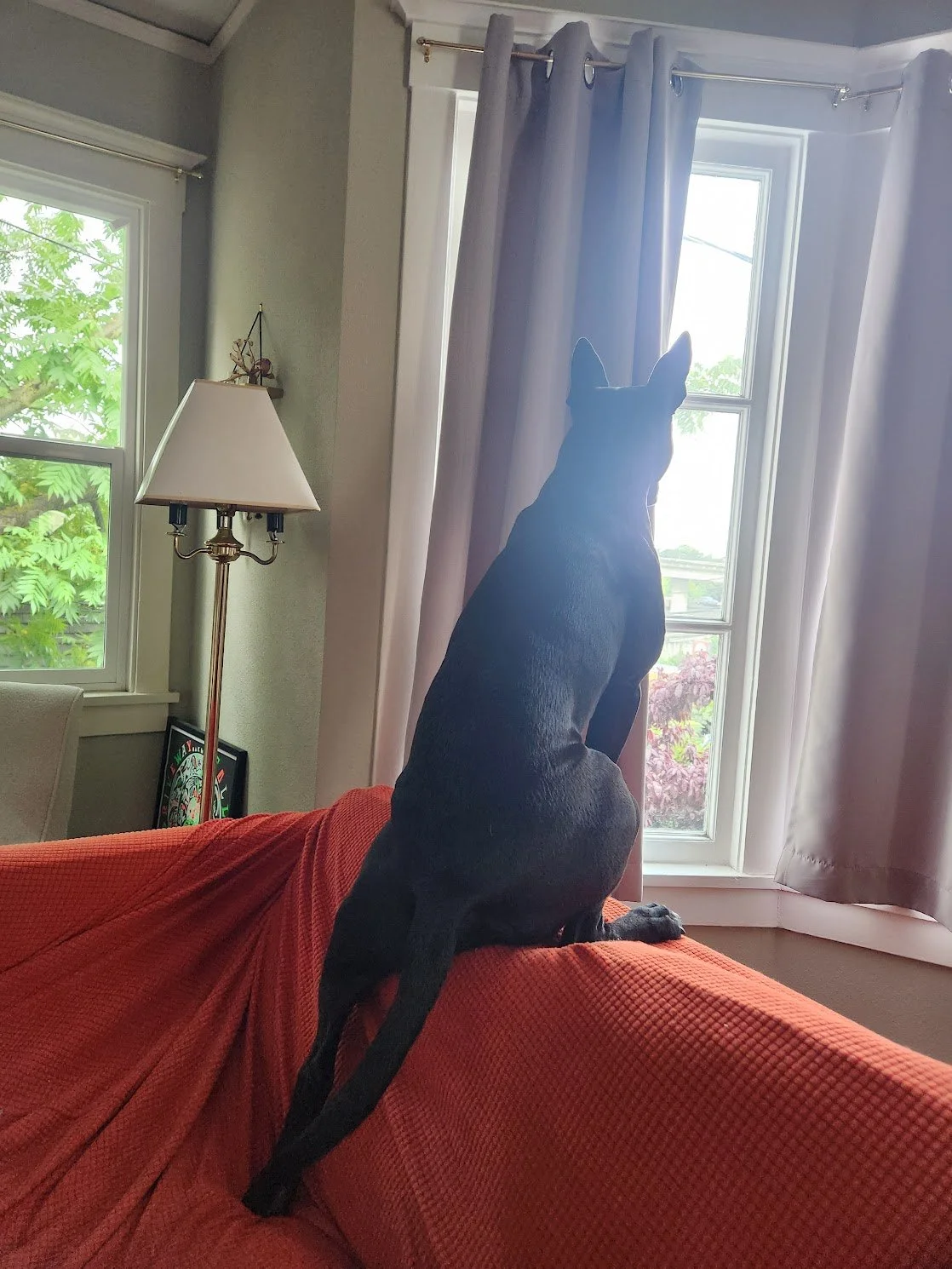 Komodo was clearly labeled incorrectly at the shelter... he's actually a cat!