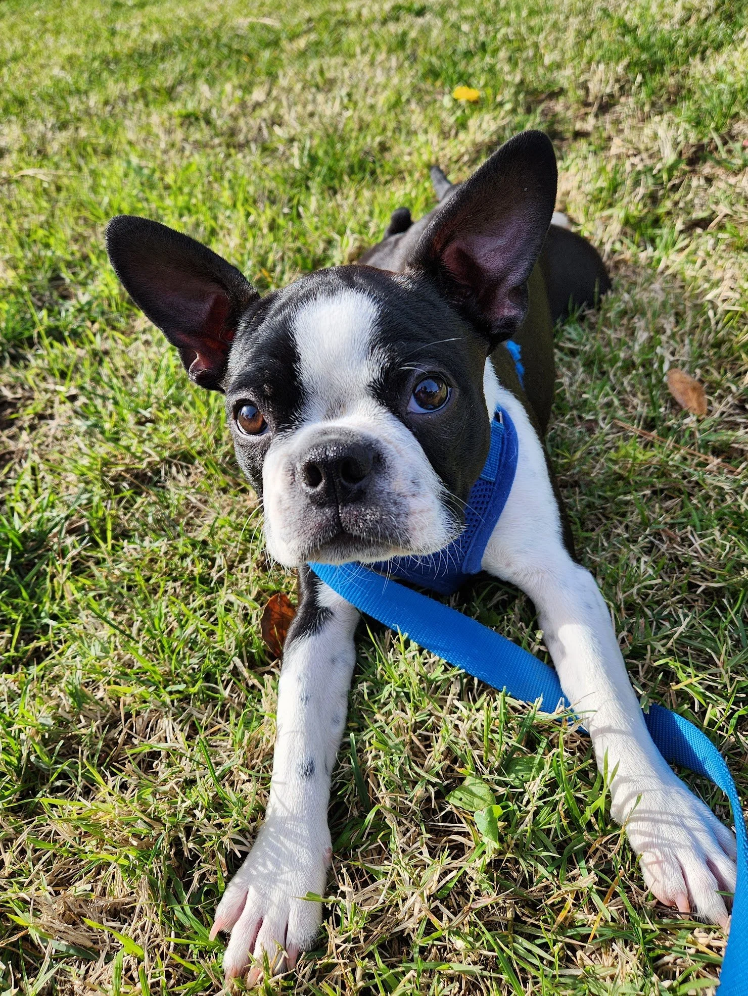 Lucy did a great job focusing on her first Walk+Train! This feisty girl is growing up...