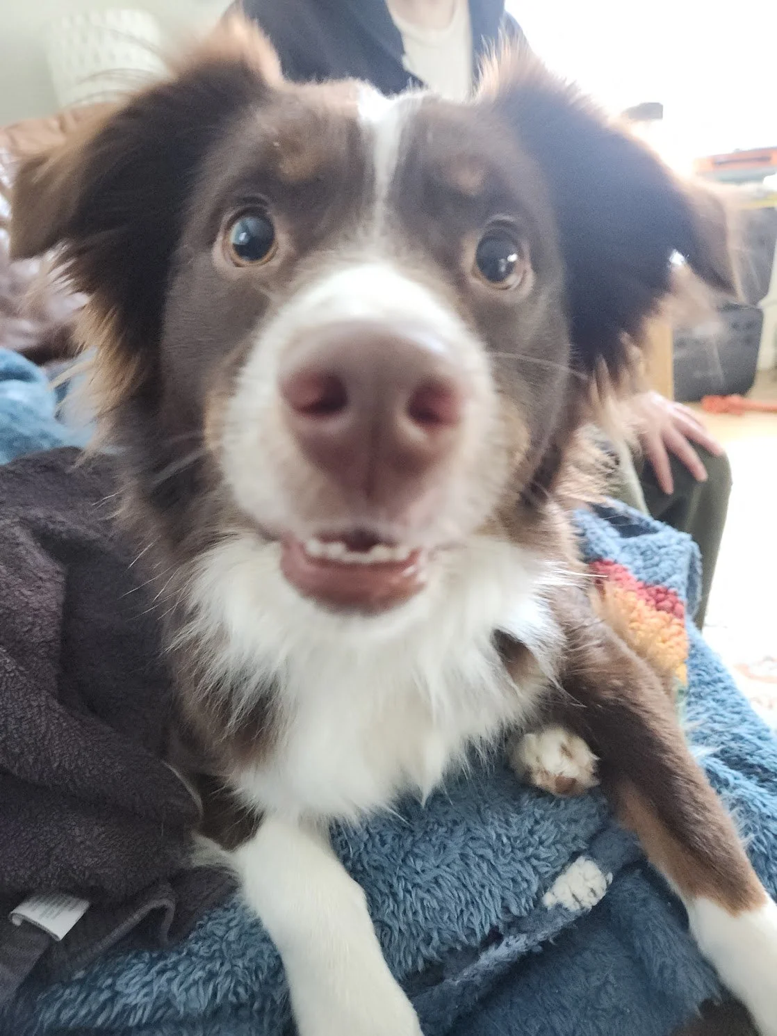 Her brother Wally was VERY excited about meeting a new friend