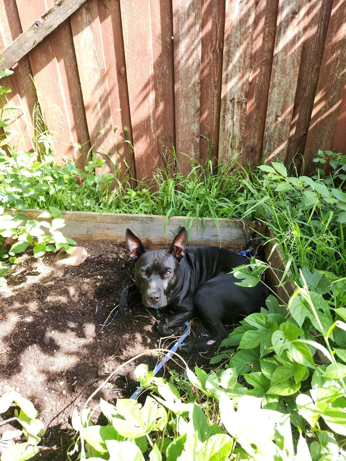 Komodo is perfectly comfortable resting in the pile he dug... 
10/10 No notes