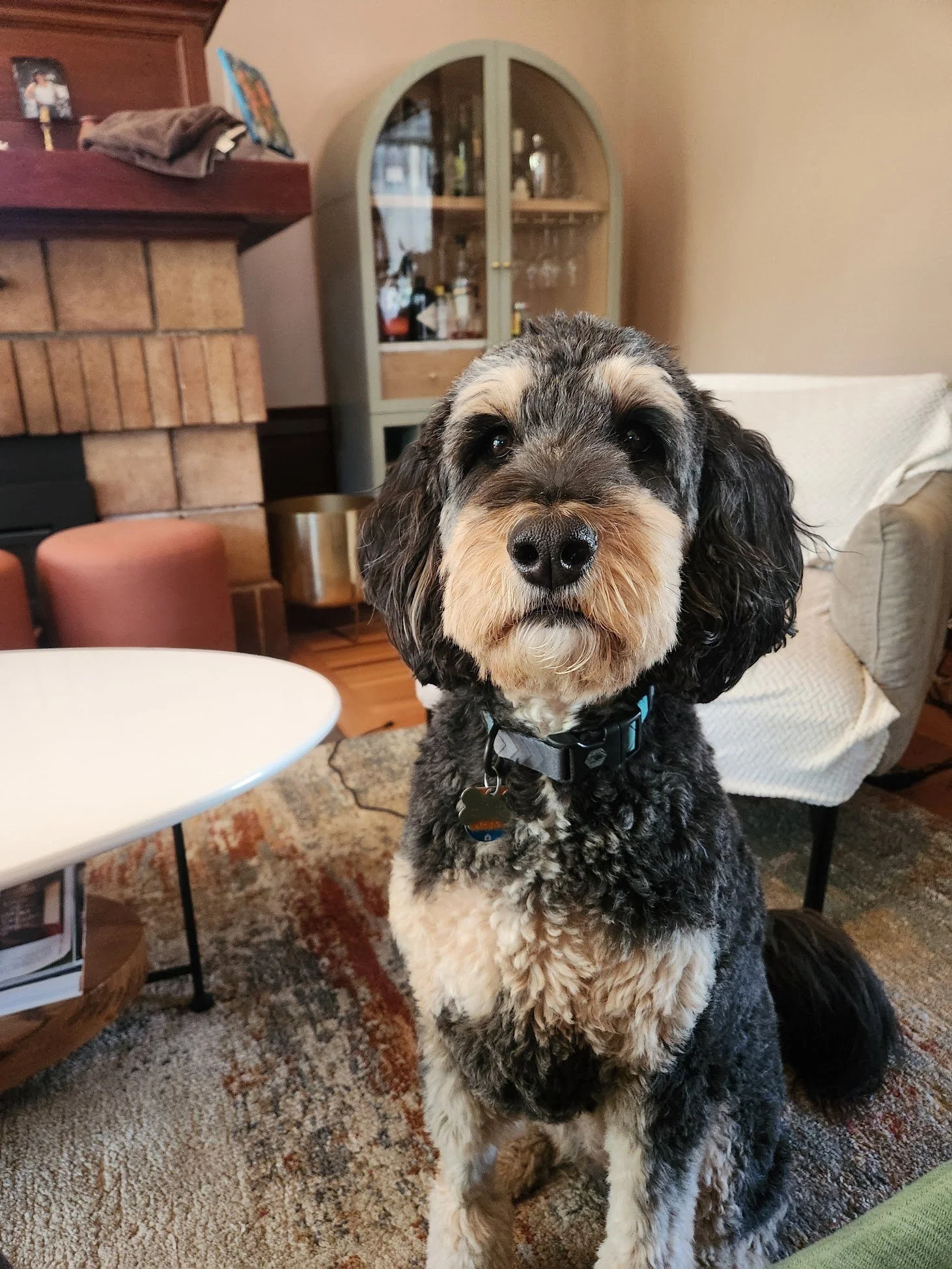 Maple is all business for her cooperative care sessions! *Not really, she demanded pets before this*