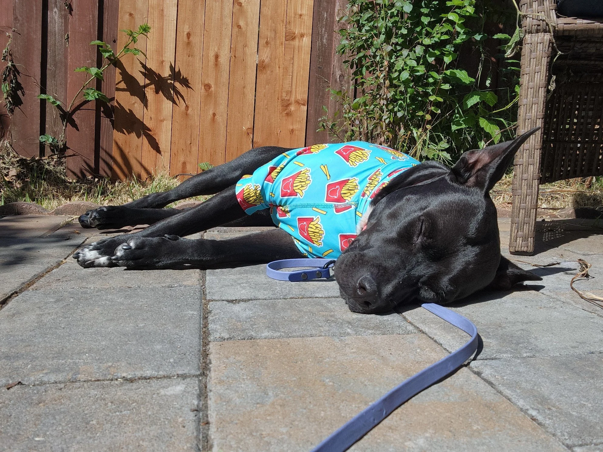 Komodo requires oven time every afternoon... so we gotta stay safe from those rays!