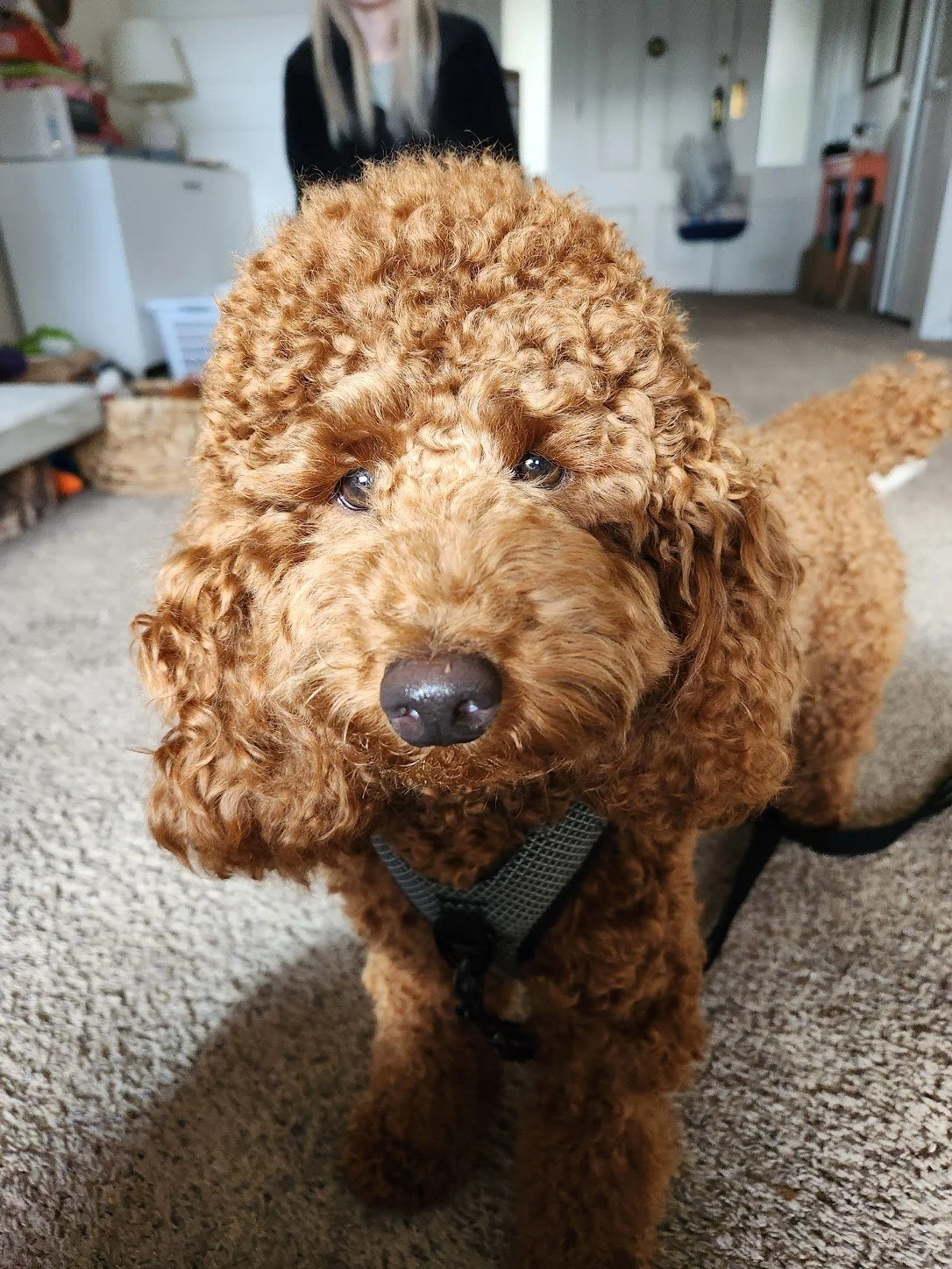 Meet Minnow! This tentative boy is learning how to express what he needs in a harmonious way. We're also developing a plan to make sure this active pup is getting his needs adequately met! Excited to see what kind of progress we can make...